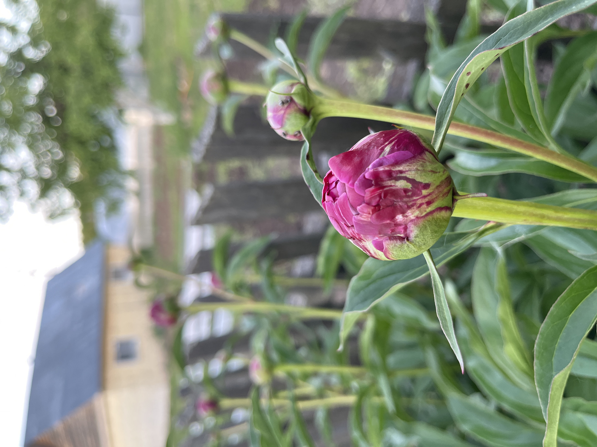 The image, appearing rotated 90 degrees clockwise, displays a close-up of peony buds in an outdoor garden setting in Chaikovsky, Russia. The main subject is a large, vibrant peony bud, prominently positioned in the foreground. It features deep pink or magenta petals, still tightly enclosed but with visible streaks of light green on its outer sepals, indicating it is on the verge of blooming. The sturdy green stem supports this central bud.
In the mid-ground, several other peony buds are visible along their stalks, receding into the soft focus. One smaller, greener bud, situated to the left and behind the main one, shows tiny dark specks on its surface, which appear to be ants, a common sight on developing peony buds. The surrounding foliage consists of lush green leaves, some exhibiting subtle reddish-brown spots.
The background is softly blurred, directing attention to the buds. Vague outlines of distant elements are discernible: a light-colored building with a darker roof or upper section is indistinctly visible on the far left, while further to the right, out-of-focus green foliage and what might be a fence or other garden structures complete the natural scene. The lighting is soft and diffused, suggesting daytime under overcast skies or in indirect light. No specific activity or event is depicted beyond the natural growth and budding of the peonies. There is no visible text. The scene conveys a peaceful moment, capturing the anticipation of the flowers' full bloom.