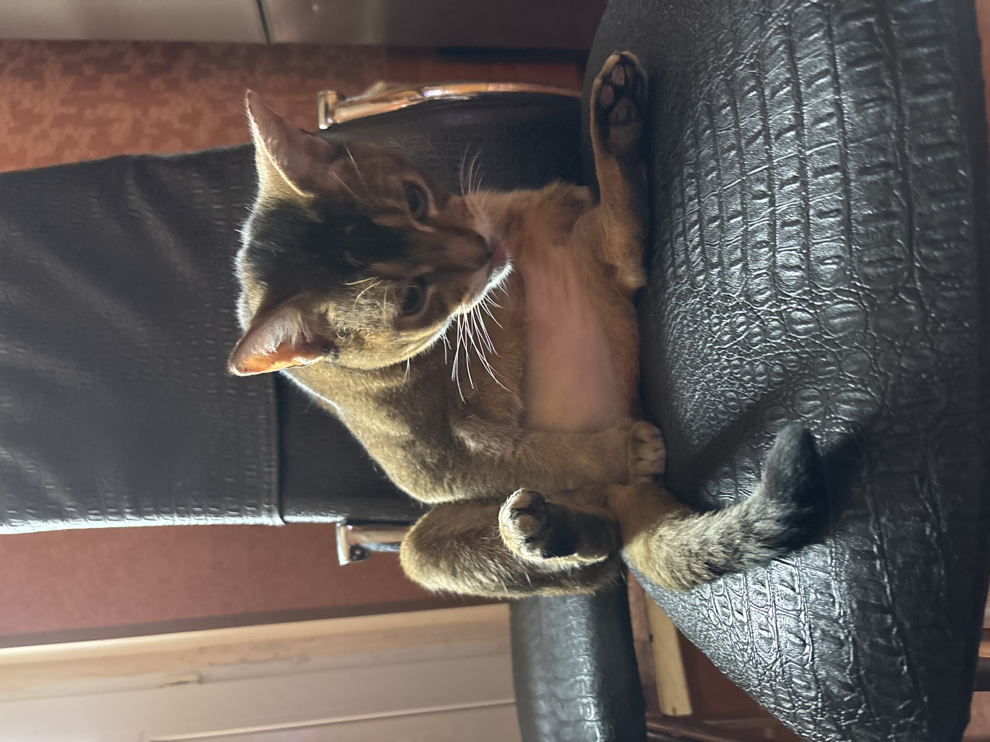 A brown Abyssinian cat is sitting on a black leather chair. The cat is in a contorted position, with its legs bent and its head down, licking its abdomen. The chair is located in a room with a reddish-brown wall and a white door. The image appears to be taken indoors.