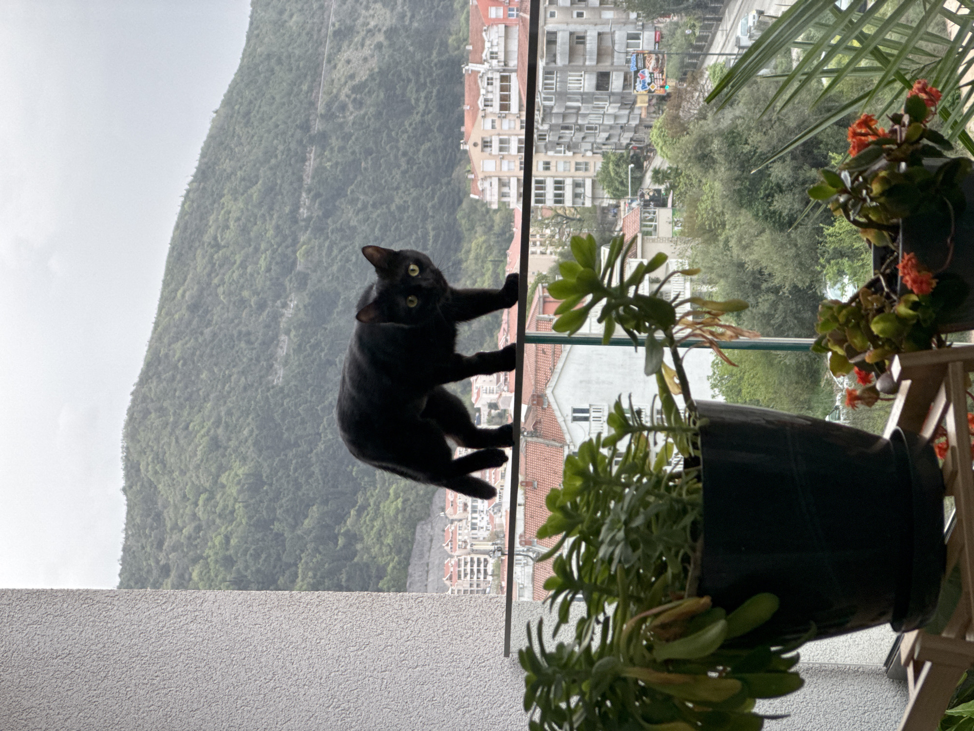 A medium shot depicts a black cat clinging to the edge of a glass balcony. The cat is positioned towards the center, its yellow eyes gazing directly at the viewer. Beyond the balcony, the cityscape of Budva, Montenegro, extends into the distance. A large mountain dominates the left side of the view, partially obscured by a cloudy sky. To the right, buildings are visible through the foliage of several potted plants situated on the balcony. One pot contains green succulent-like plants, while another has orange flowers and green leaves. The balcony's textured, light-colored wall is visible in the foreground on the left.