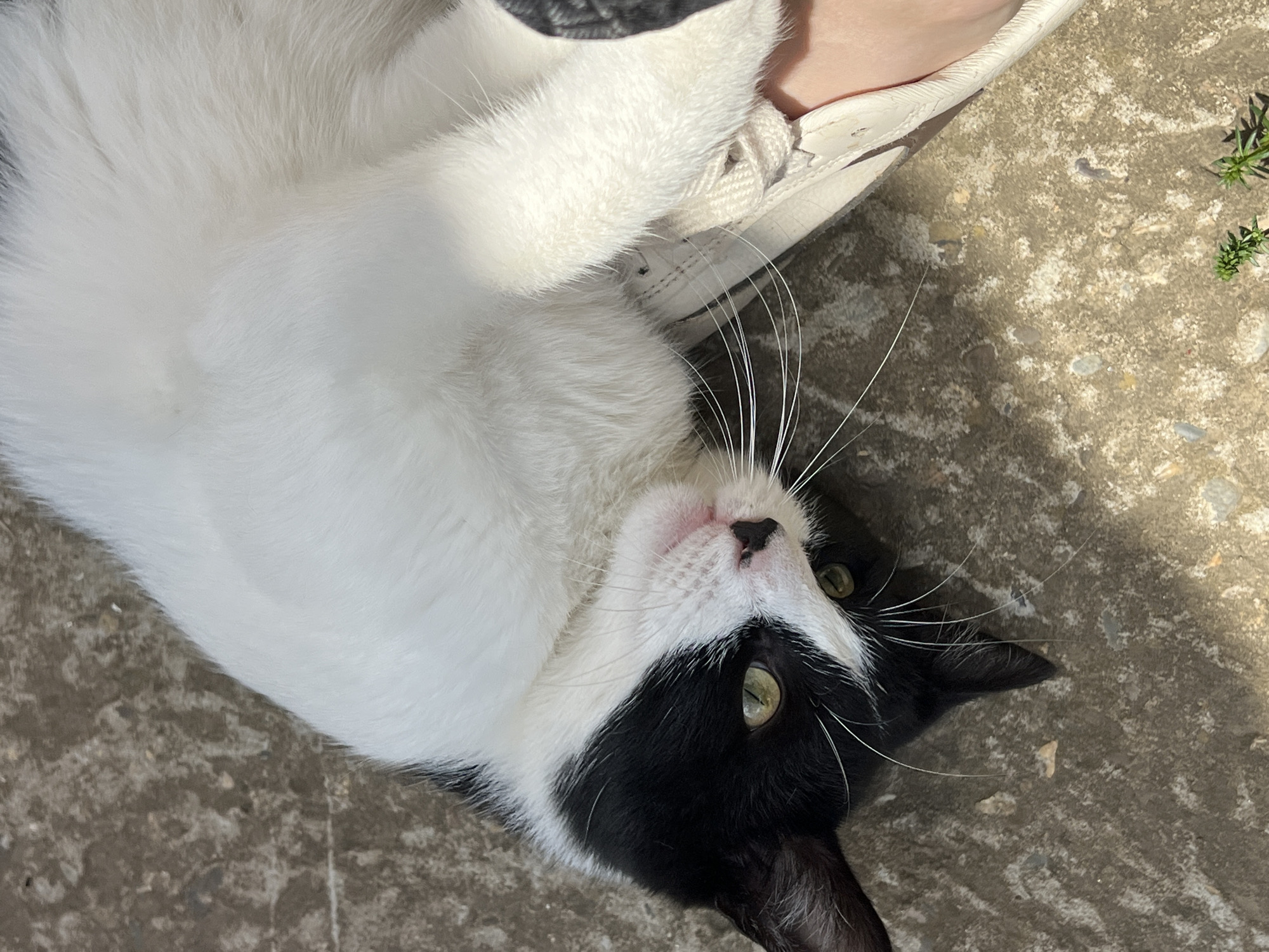 A black and white cat lies on its back on a concrete surface, with its head turned to the side and its paws resting on a person's foot, which is wearing a white sneaker. The cat has green eyes and its mouth is slightly open. The concrete surface is rough and shows some texture and discoloration. There are shadows cast on the concrete, indicating sunlight. The image appears to be taken outdoors. The provided location of Smolenskaya, Russia, does not have any visible elements within the image to confirm or deny it.