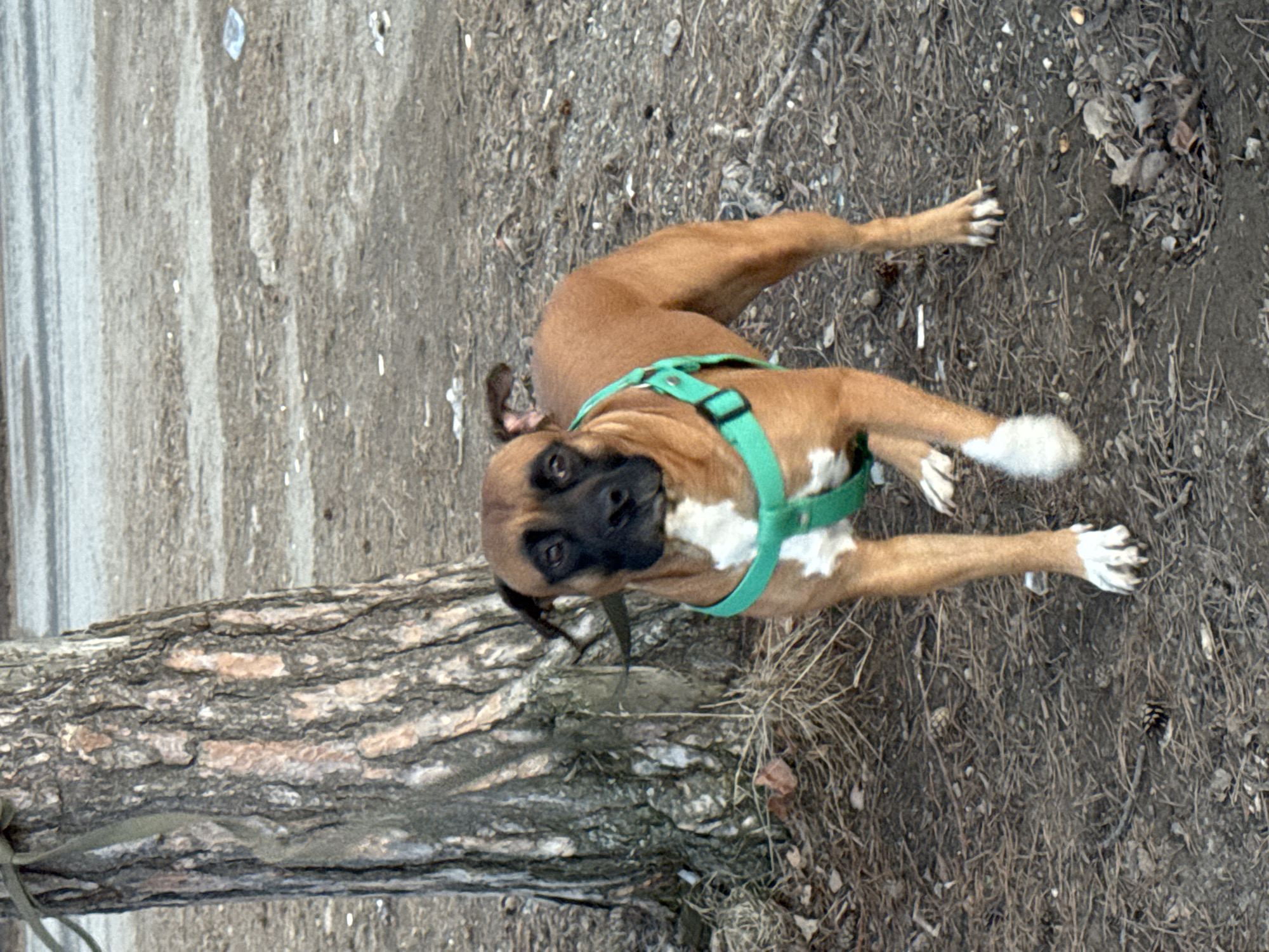 A medium-sized brown and white Boxer dog wearing a green harness stands on a patch of ground covered with dry grass, twigs, and fallen leaves. The dog is positioned near a large, horizontally-oriented tree trunk with deeply textured bark. To the left of the tree trunk is a grey concrete or asphalt surface. The scene appears to be outdoors, possibly in a park or wooded area. The location is Chaikovsky, Russia.