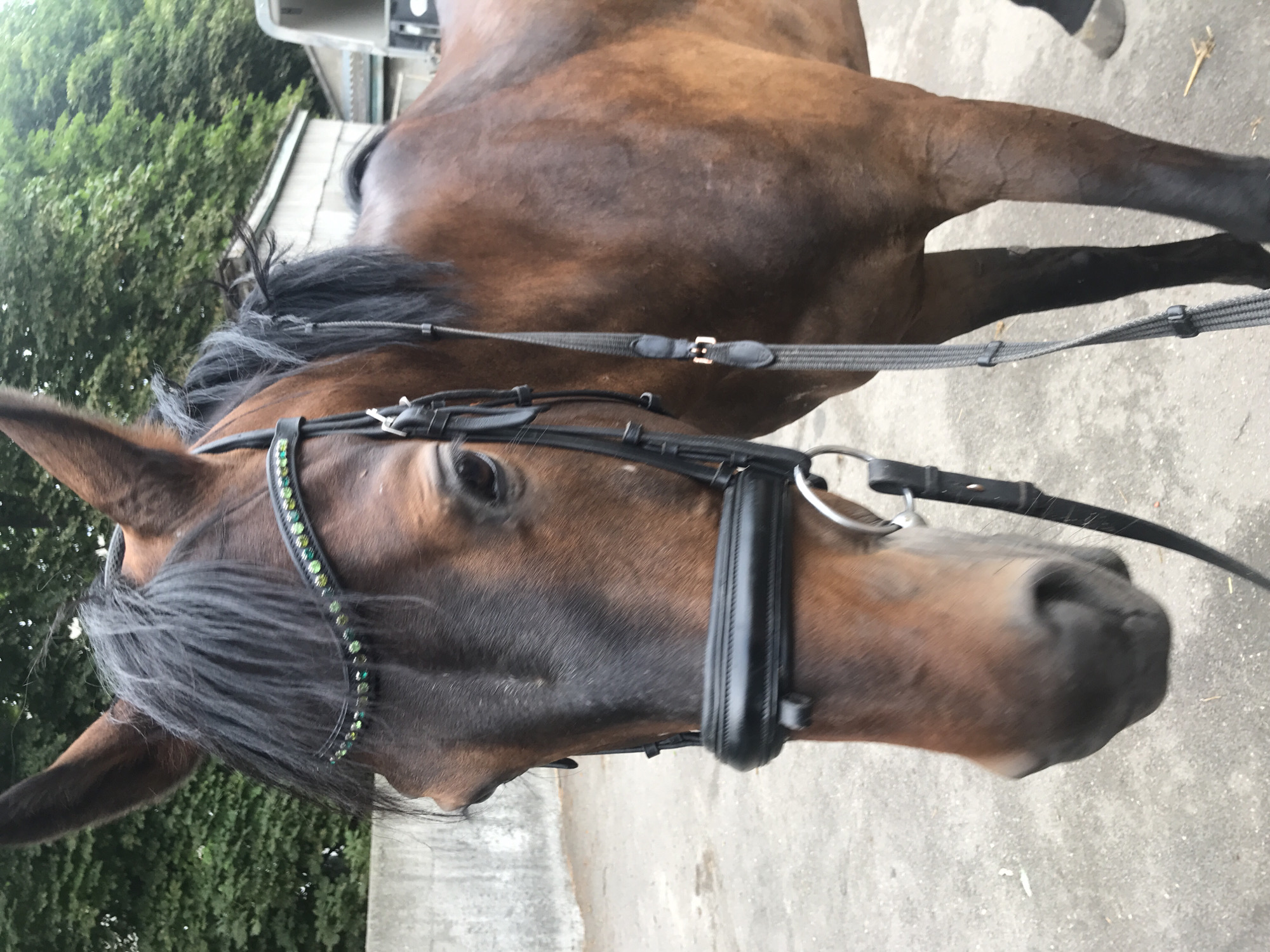 A close-up, medium shot captures a brown horse wearing a decorative bridle with green and clear rhinestones. The horse's head is turned slightly to the left, its dark mane cascading over its neck. The bridle features black leather straps and silver metal rings. In the background, a grey concrete wall runs horizontally across the frame, with lush green trees visible above it. A portion of a white building with a grey roof can be seen to the right of the horse's head. The ground beneath the horse is paved with grey concrete. This image was taken outdoors.