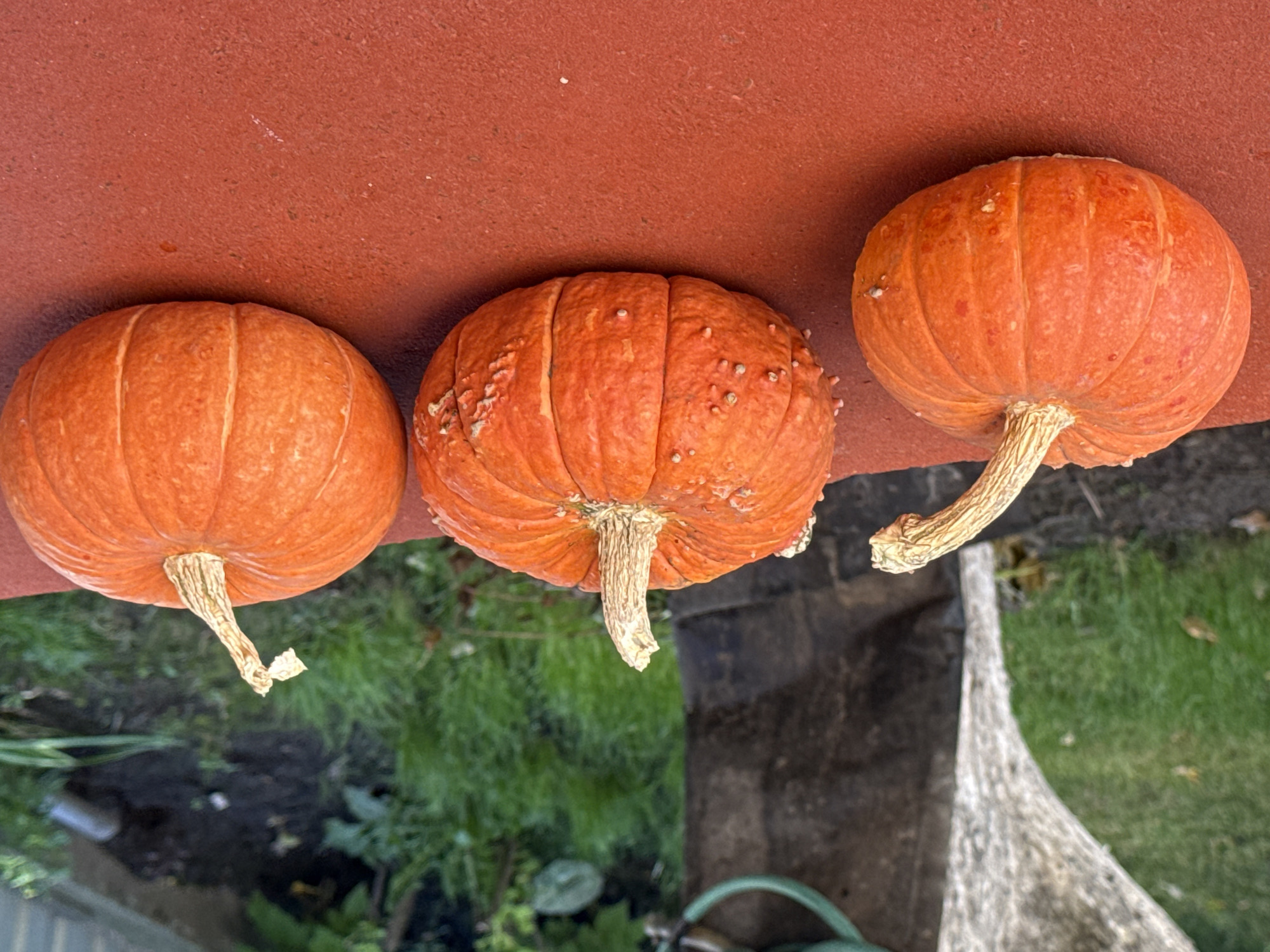 Three small, bright orange pumpkins are lined up on a textured, reddish-orange surface. The pumpkin on the left has a curved, pale stem. The middle pumpkin is textured with raised bumps and has a short, upright stem. The pumpkin on the right is smooth and also has a short, upright stem. In the background, out of focus, is green grass, dirt, and a dark, textured object that appears to be a tree trunk or post with a green hose coiled around it. The scene is outdoors.