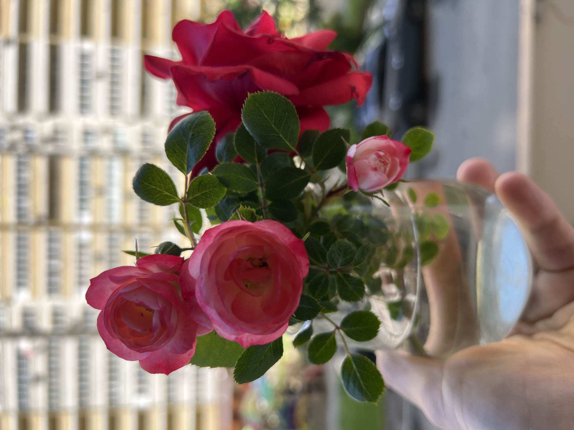 A close-up captures a small arrangement of roses in a clear glass vase, held by a person's hand. The roses are a mix of colors, including a prominent deep red bloom at the top, and smaller pink and red roses below. Green leaves surround the flowers. The background shows a blurred view of a building with light-colored facades and dark vertical architectural features, suggestive of windows or columns. The scene is brightly lit, and the positioning suggests an indoor setting with an external view. There is no specific information within the image to confirm a location within the city of Krasnodar, Russia.