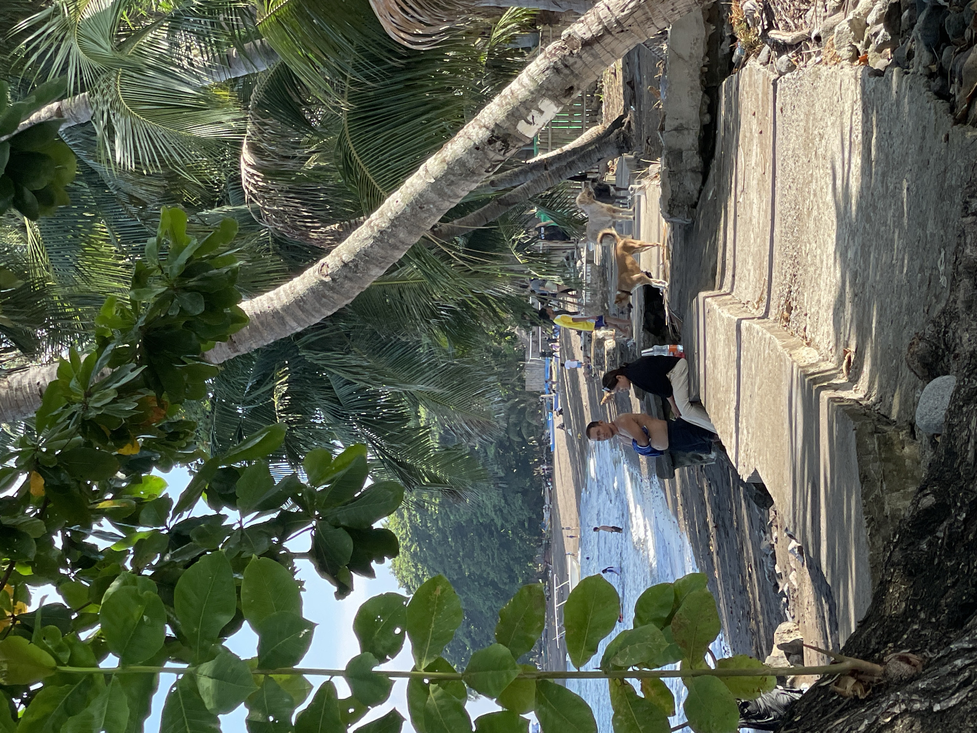 The image depicts a seaside scene in Dauin, Philippines, on a sunny day. The foreground features a concrete walkway and embankment with some foliage and tree trunks, including the base of a large palm tree. In the mid-ground, several people are visible near the water's edge, some wading or swimming, and others standing on the dark sand beach. Further back, more people are scattered along the beach and near some structures. Two dogs, one light-colored and one brown, are present on the walkway. Palm trees dominate the background, creating a tropical atmosphere. The overall scene suggests a casual day at a beachside location.