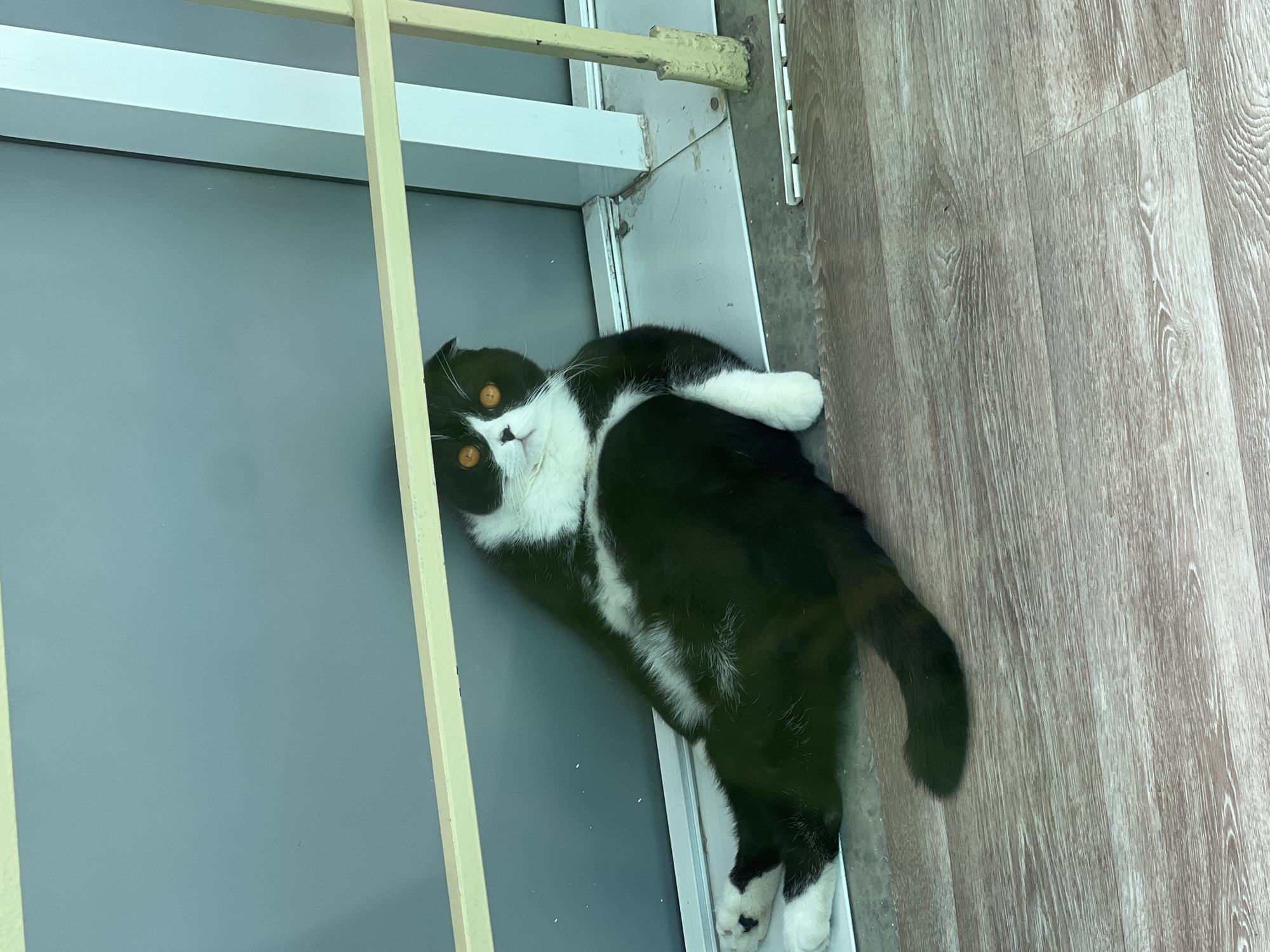 The image shows a black and white cat lying down. It has yellow eyes, and its head is near a white-framed structure and a gray surface. Its body extends onto a light-brown wood-patterned floor. There is no indication of Perm, Russia, or any people, subjects, objects, actions, or interactions beyond the cat and its immediate surroundings.