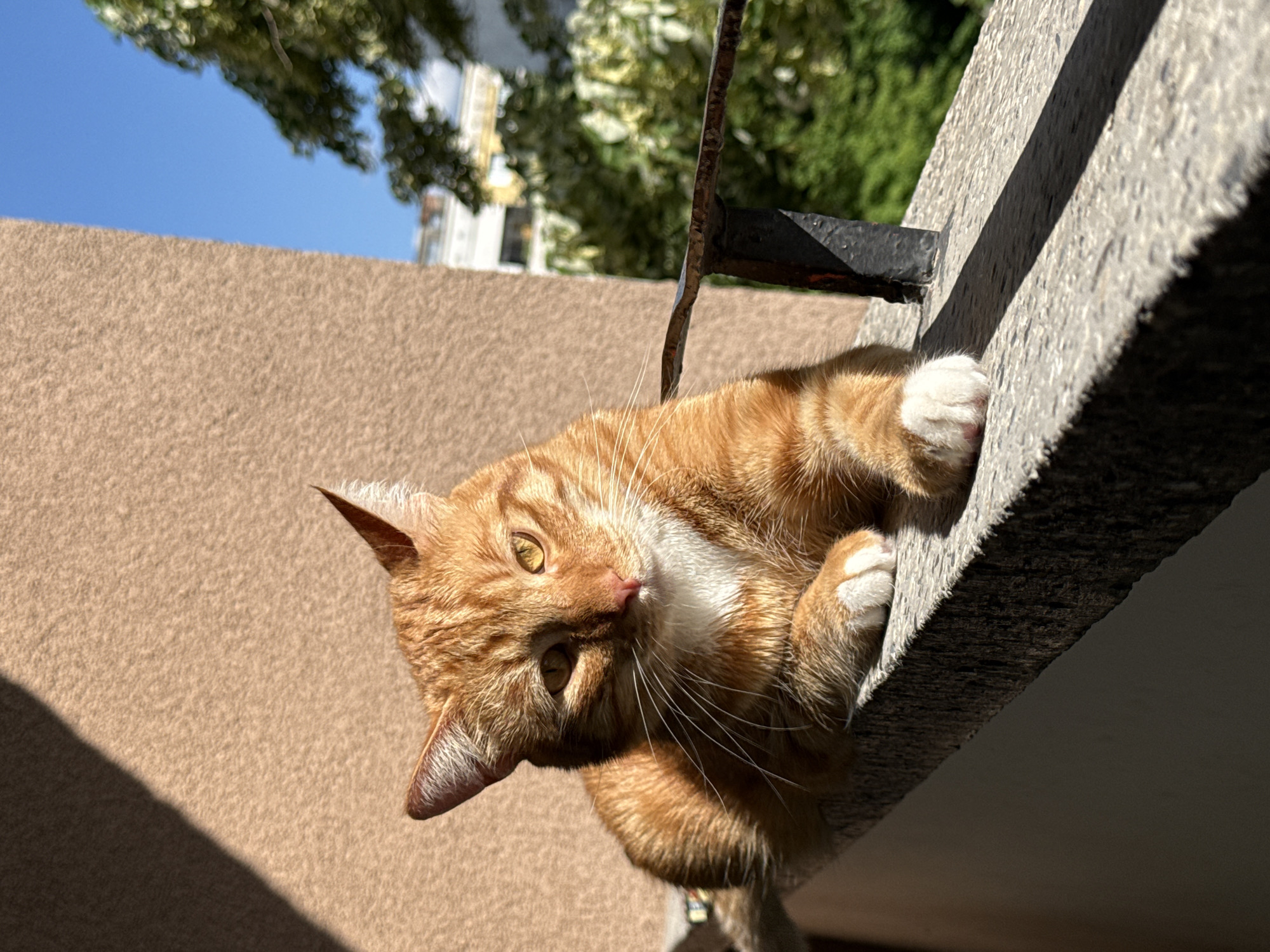 An orange tabby cat is basking in the sun on a concrete ledge, possibly a balcony or rooftop, in Vratsa, Bulgaria. The cat is lying down with its front paws crossed. Its fur is illuminated by the sunlight, creating a warm glow. In the background, there is a building with a brown facade, a blue sky, and green foliage from trees. A black metal railing is visible on the right side of the image, and a shadow from the building falls across the ledge. The scene appears to be peaceful and tranquil.