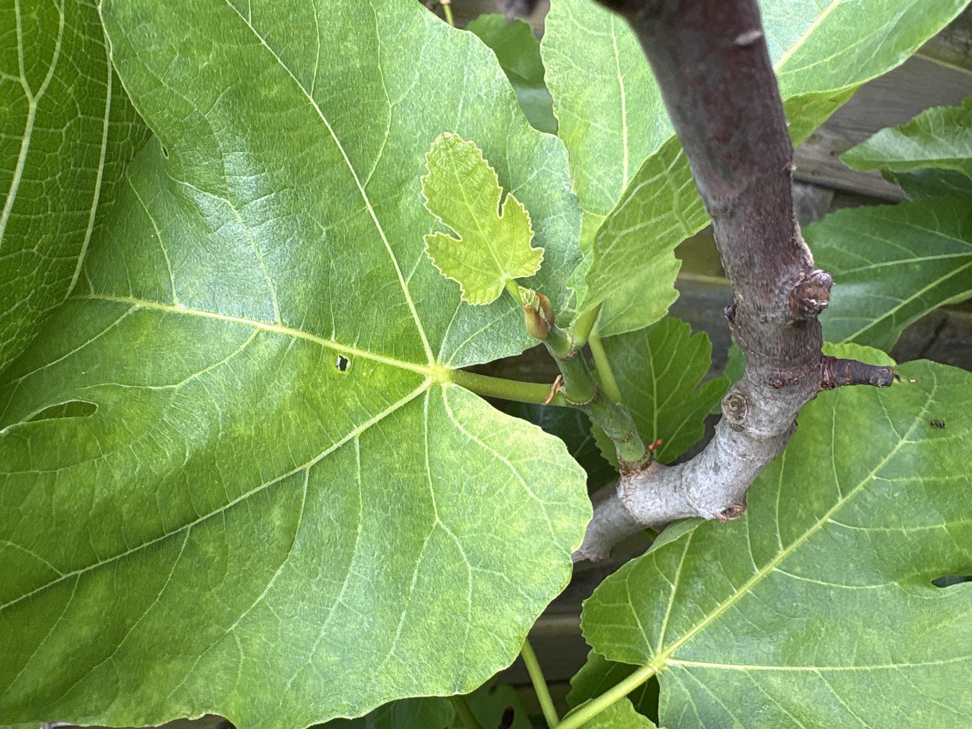 The image displays a close-up view of a fig tree branch with large, green leaves. One prominent leaf shows a small hole. A tiny, newly emerging leaf is visible near the branch. The branch itself is rough and textured with some darker, older sections. In the background, a wooden fence is partially visible, suggesting an outdoor setting. There are no people or animals clearly depicted. The scene is devoid of any specific landmarks that would indicate a precise location within Heerlen, Netherlands.