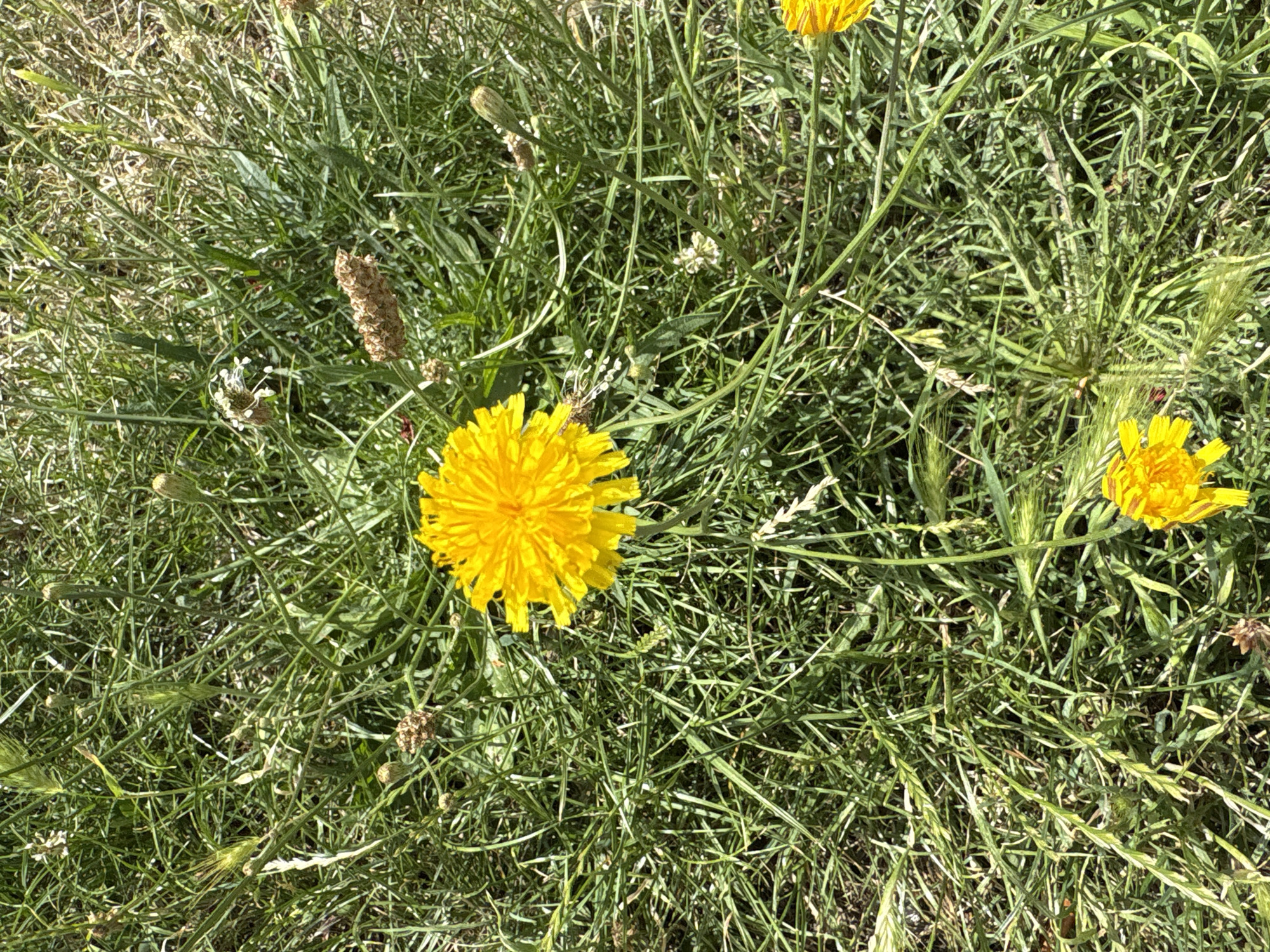 This is a top-down medium shot of a patch of green grass with several yellow dandelions. The dandelions are in various stages of bloom, with some fully open and others appearing as buds or seed heads. The grass is long and appears somewhat unkempt, with some dried seed stalks interspersed among the green blades. The overall scene suggests an outdoor, natural setting, likely a field or meadow. The lighting indicates it is daytime, with bright sunlight casting shadows and highlighting the textures of the grass and flowers. There is no text visible in the image. The focus is on the natural elements, creating a peaceful and organic feel.