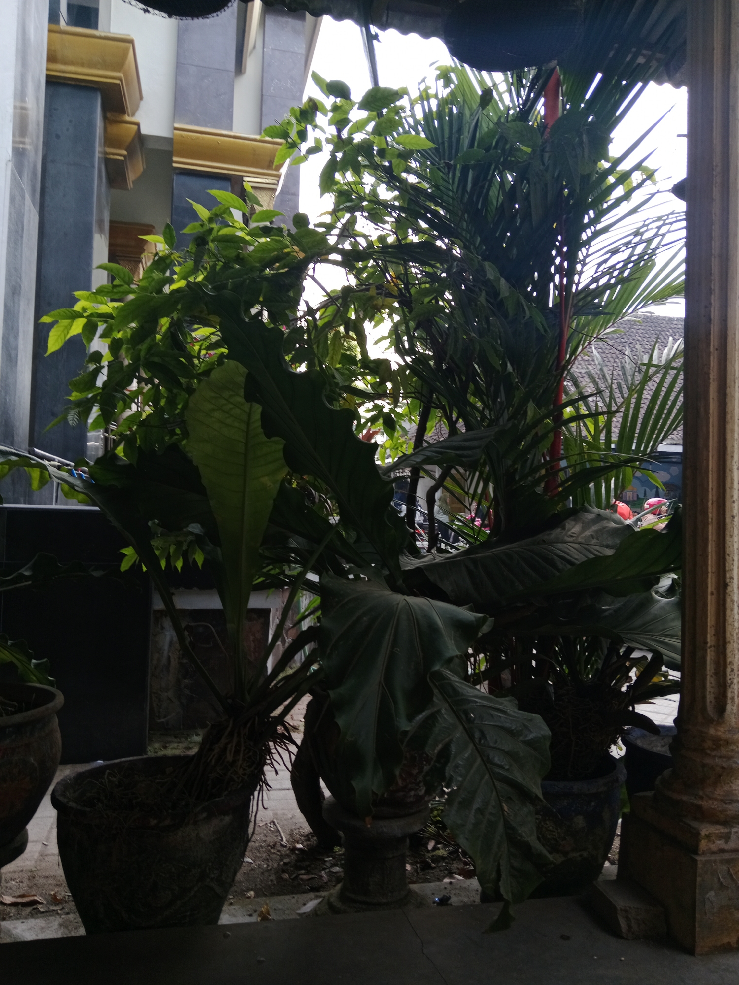 The image depicts a scene in a residential area of Srikaton, Indonesia. In the foreground, several potted plants are visible. The largest plant features large, dark green, heart-shaped leaves and a visible root system emerging from a dark, textured pot. To the left, another dark pot contains a smaller plant. Behind these, a tall palm-like plant with fronds is prominent, its red-tipped inflorescence partially obscured by other foliage. Further back, a building with dark gray pillars and gold trim is visible. The background includes a tiled roof and hints of other structures. The overall impression is one of lush vegetation and a residential facade.