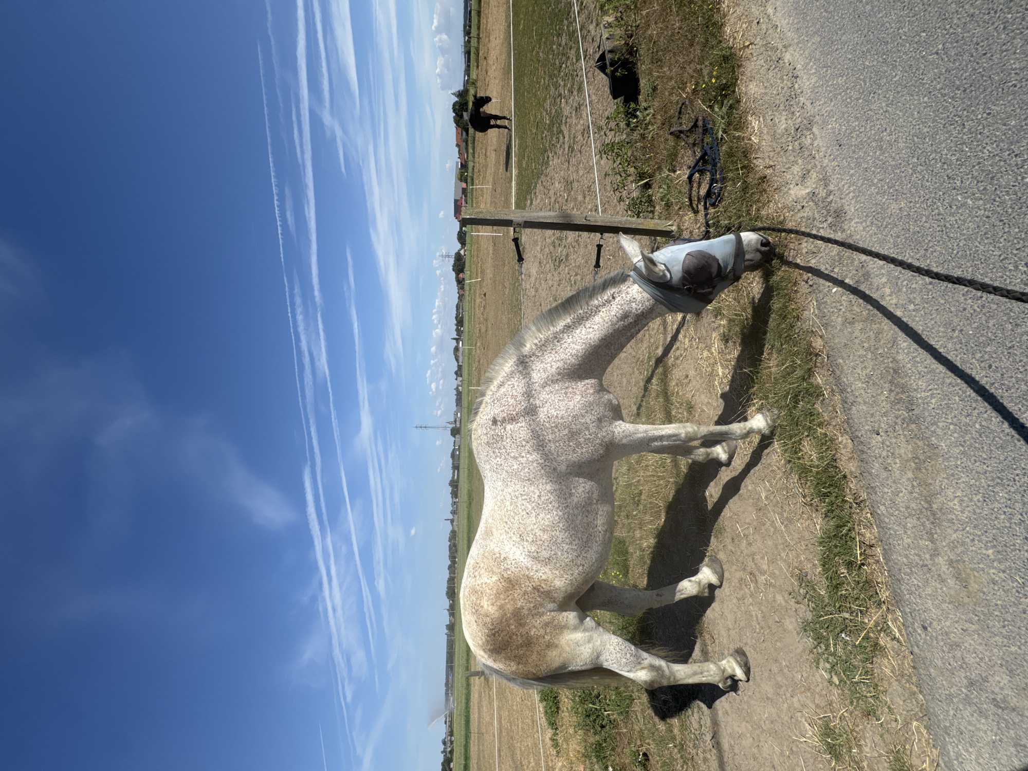 In a rural setting near Estaimpuis, Belgium, on a clear day with wispy clouds, a dappled grey horse with a blue fly mask stands grazing near a fence. The horse is tethered by a rope that runs along the ground towards the foreground. In the middle ground, a black horse stands in a field. The landscape is characterized by dry grass, a dirt path, and a fence line. In the background, a few buildings, including what appear to be houses and possibly industrial structures, are visible along with a power line tower. The image captures a serene moment of horses in a natural outdoor environment.