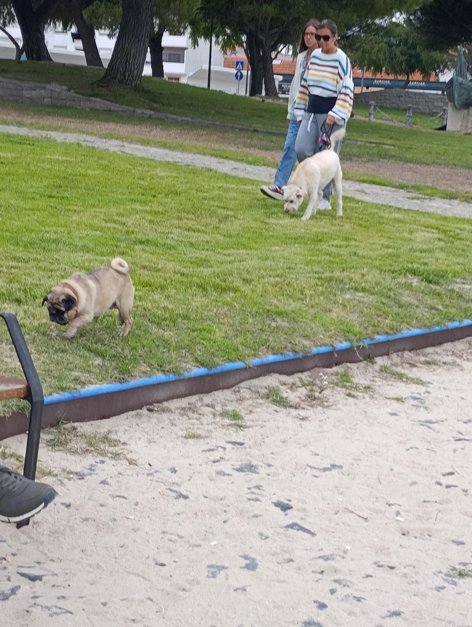 The image depicts a park setting in Setúbal, Portugal, with two individuals walking two dogs on a grassy area. One dog, a pug, is in the foreground, facing left, appearing to be sniffing the ground. The second dog, a lighter-colored breed, is further back and also appears to be sniffing the ground, walking alongside the two people. Both individuals are looking ahead, walking on a paved path. The environment includes green grass, trees, and buildings in the background. The overall scene is of a leisurely outdoor activity.