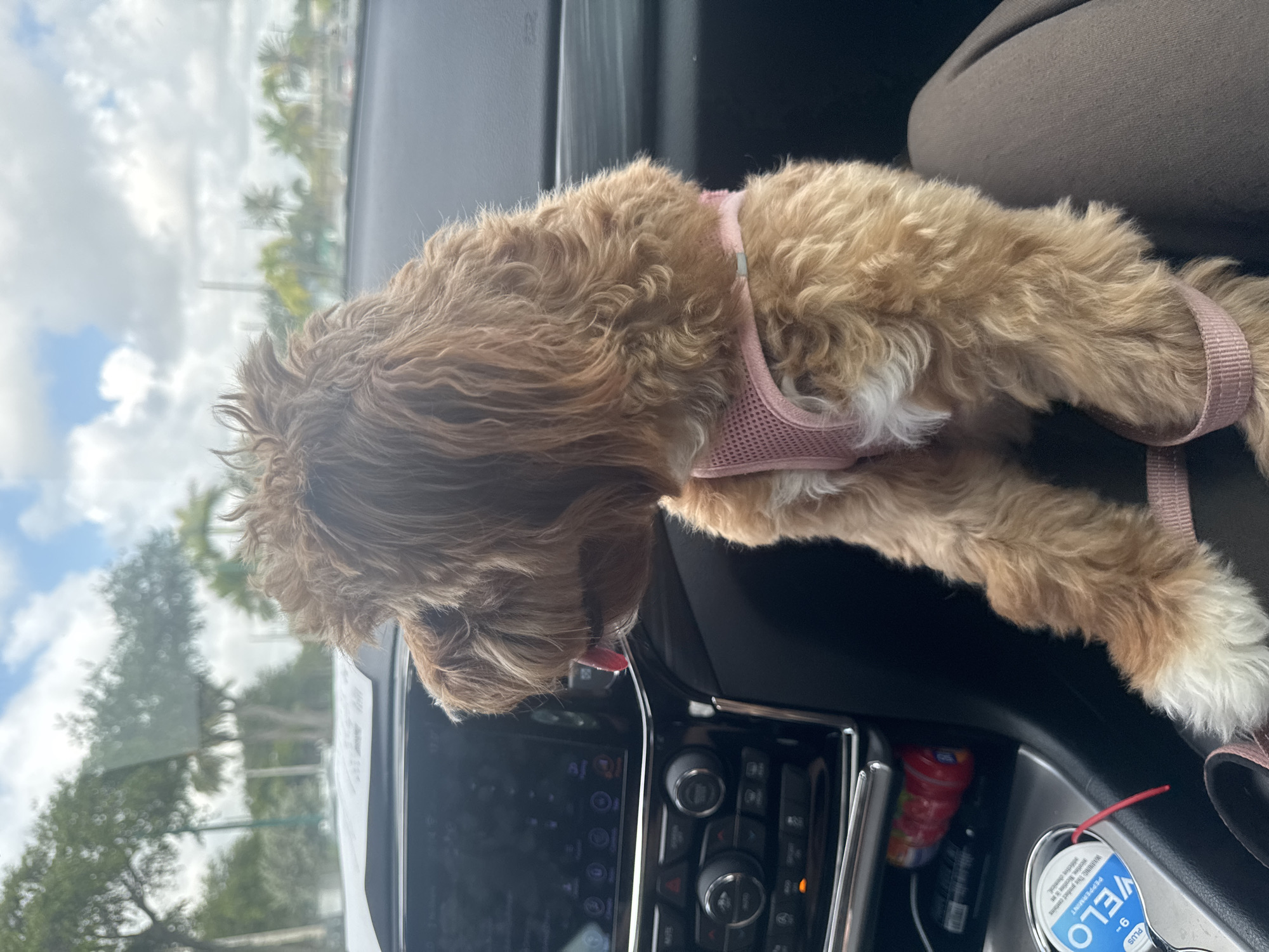 A tan Cockapoo wearing a pink harness is sitting on the dashboard of a car. It is facing the car’s infotainment system and dashboard. The car is in Boca Raton, Florida. The sky is visible through the windshield, with palm trees in the background.