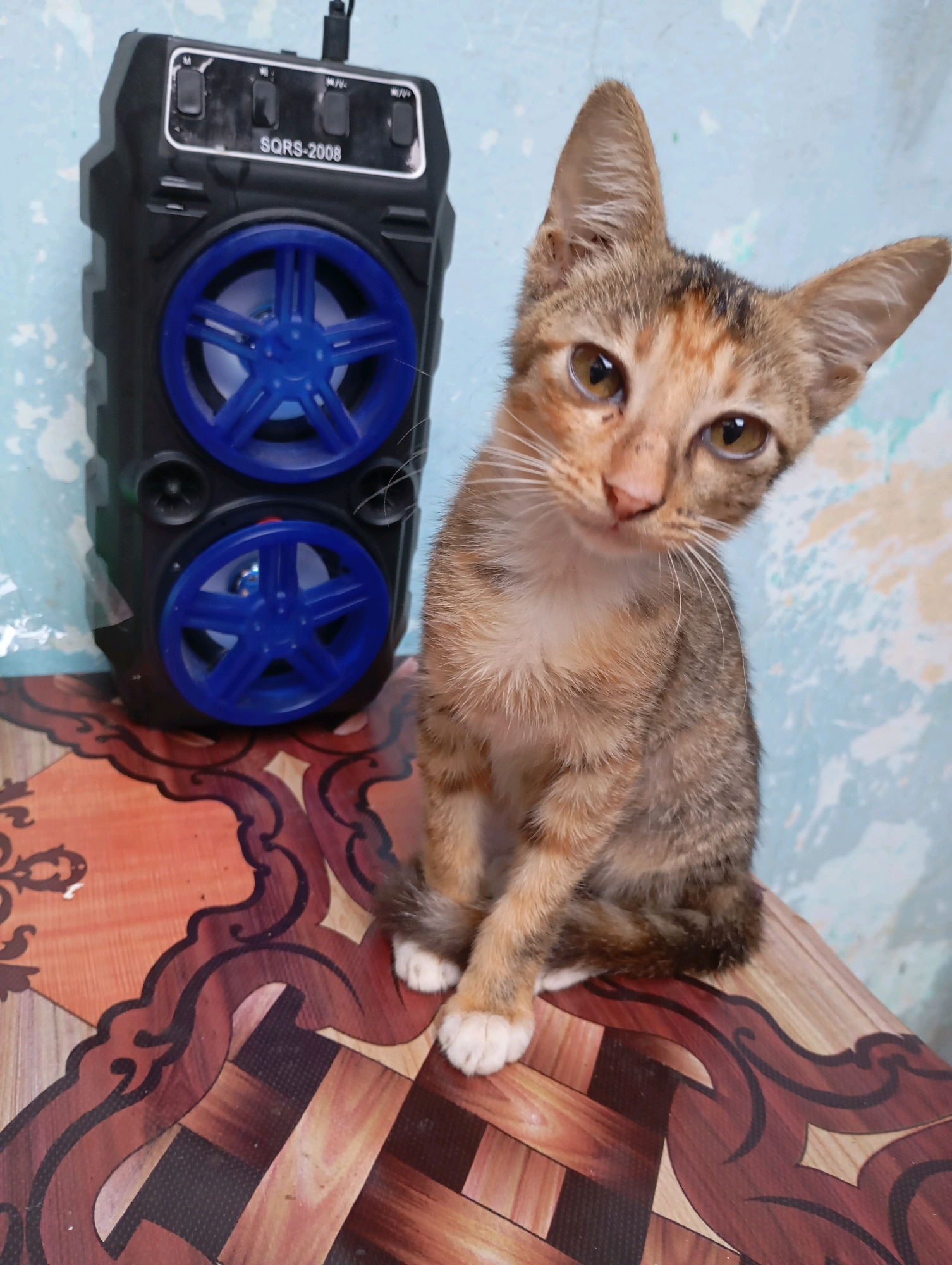 A tabby kitten with orange and brown markings sits on a patterned table next to a black portable speaker. The kitten has white paws and large ears, and it is looking directly at the camera with its head tilted. The speaker has two blue speaker grilles and a label that reads "SQRS-2008". The background is a pale blue wall with some lighter splotches. The table's surface is covered in a wood-grain pattern with dark decorative lines. The scene appears to be an indoor setting, possibly a home or a shop in Balikpapan, Indonesia.
