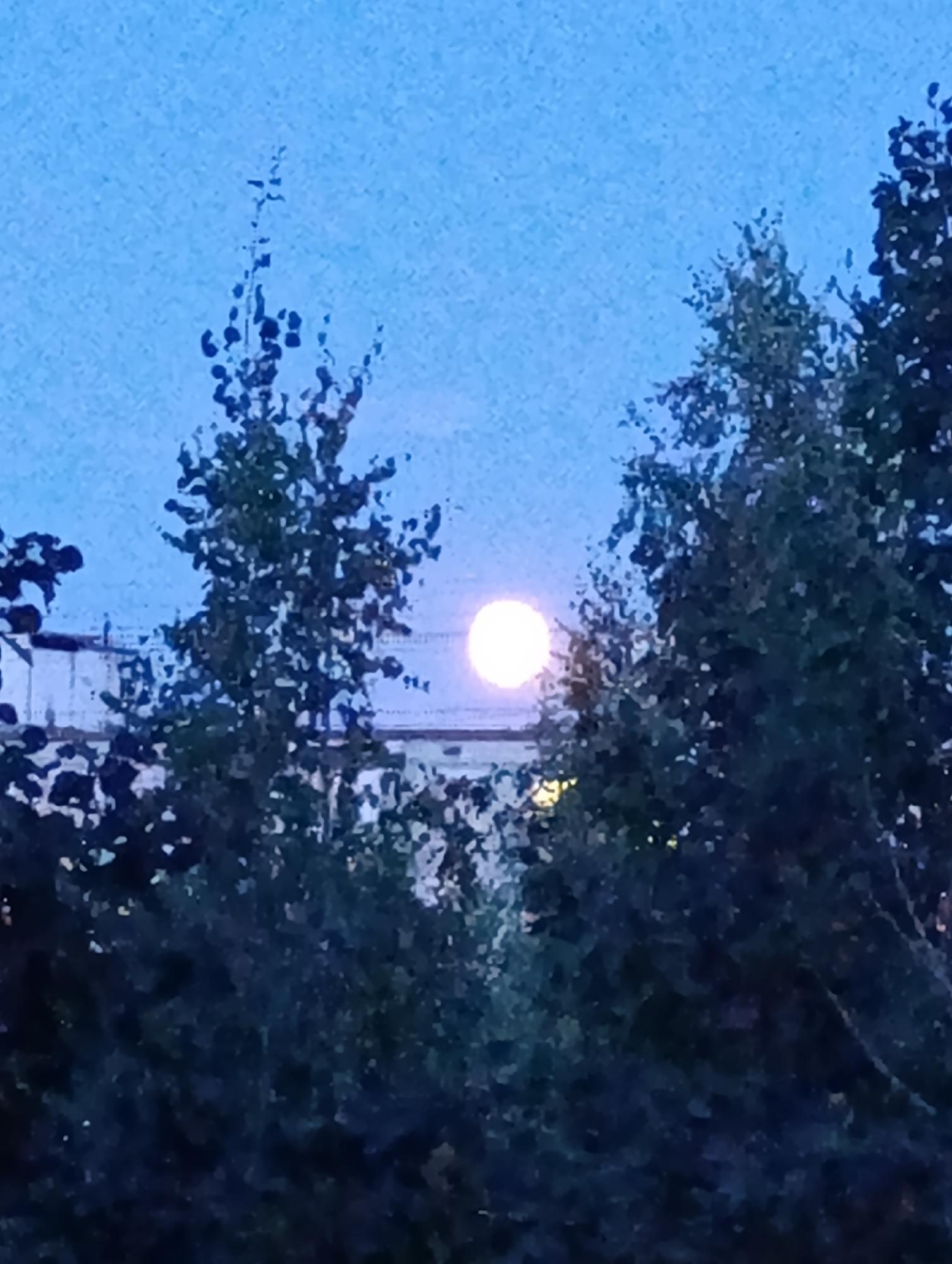 A full moon shines brightly in a twilight sky over Moscow, Russia. The moon is centered in the frame and appears as a luminous disc with a soft glow. It is partially obscured by the silhouettes of several trees with dense foliage. The trees frame the moon and create a sense of depth in the image. In the background, a building structure is visible, likely an apartment building, with a faint light emanating from one of its windows. The sky is a deep blue, transitioning from the lighter hues of sunset. The overall mood of the image is serene and peaceful, capturing a quiet moment in the urban landscape. The time of day is dusk or early evening. There is no visible text in the image.