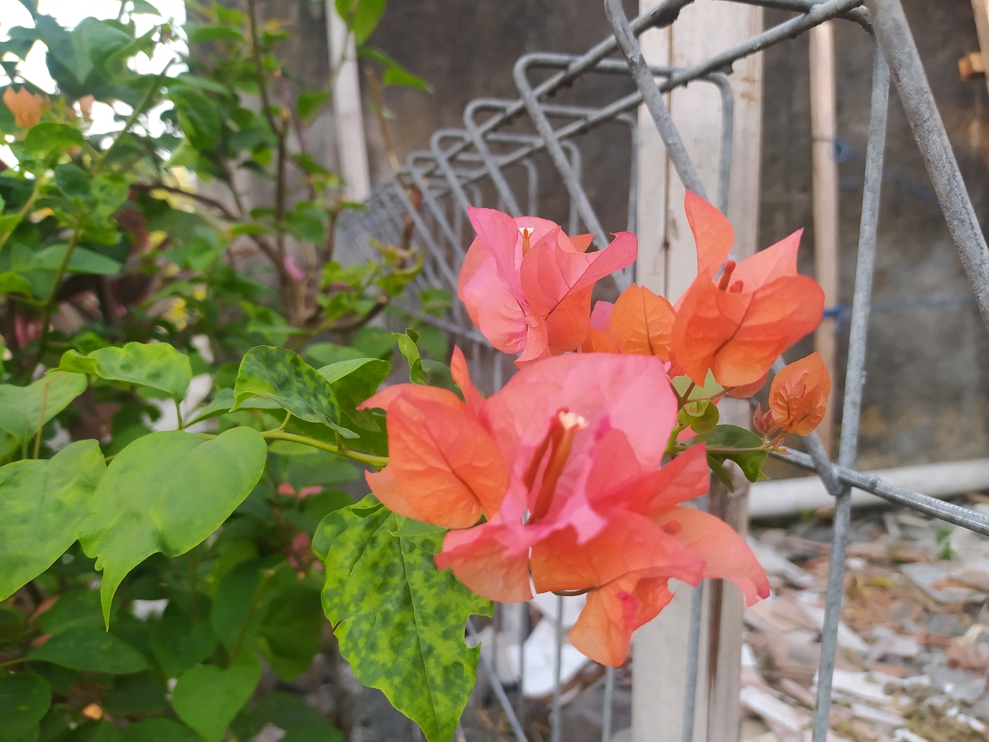 A close-up, eye-level shot showcases vibrant pink and orange bougainvillea flowers in bloom, positioned to the right of a cluster of green leaves. The flowers are the primary focus, with a shallow depth of field blurring the background. Behind the flowers, a grey metal fence runs horizontally across the frame, its wire mesh visible. The background beyond the fence is indistinct but suggests an outdoor environment, possibly a garden or yard in Sroyo, Indonesia, with hints of concrete and possibly a wall. The lighting is natural, casting soft shadows and highlighting the delicate texture of the flower petals. No people are visible in the image.