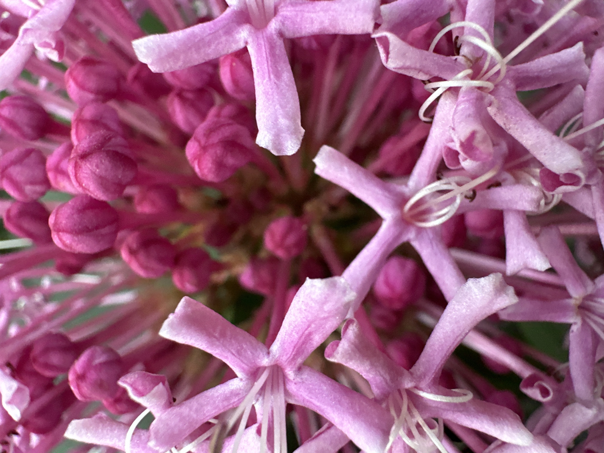 The image is a close-up, macro photograph of a cluster of pink flowers. The flowers have a tubular shape with flared ends, and some have delicate white stamen visible. The petals are a vibrant pink, with variations in shade and texture. Some parts of the flowers appear to be buds, while others are more open. The background is blurred, suggesting a shallow depth of field, and consists of darker shades of pink and hints of green, possibly representing other foliage or parts of the same plant. The lighting highlights the intricate details of the floral structure. There are no people, objects, or discernible actions in the image, and no environmental context related to the city of Bol'shoi Kichmai, Russia is present.