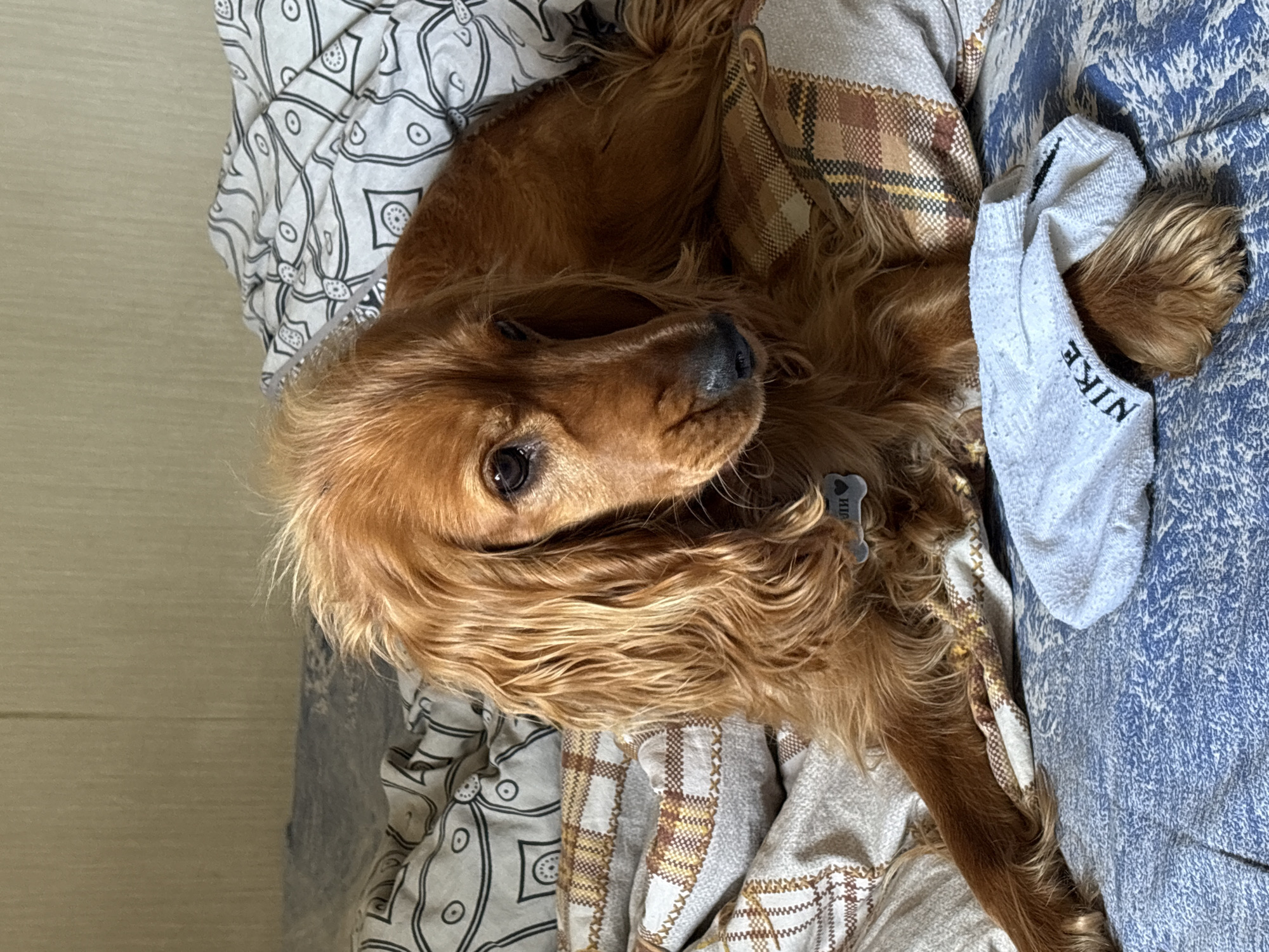 A golden Cocker Spaniel lies on a bed covered with multiple patterned linens, with a white Nike sock draped over its paw. The dog has a heart-shaped tag on its collar. The location is not discernible from the image, and there is no indication of it being in Krasnoyarsk, Russia.
