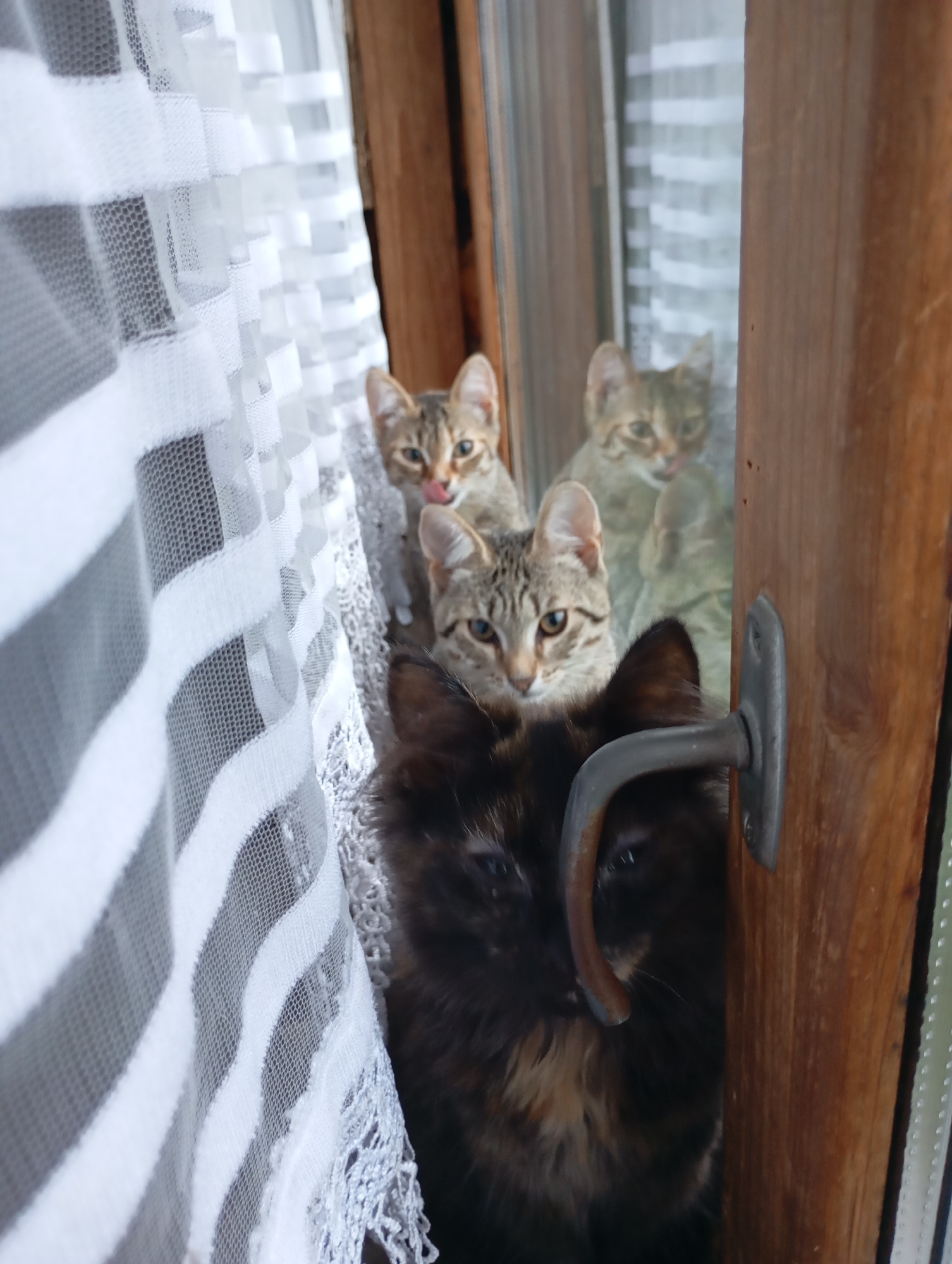 The image shows four kittens looking out from behind a white lace curtain next to a wooden window frame. A metal window latch is visible on the right side of the frame. The kittens are of various tabby patterns. One kitten in the foreground is dark brown and black, obscuring part of the window latch. Behind it, three lighter-colored tabby kittens are visible. The environment appears to be indoors, with a focus on the window and its inhabitants. There is no specific indication of the city of Фоки, Russia within the image.