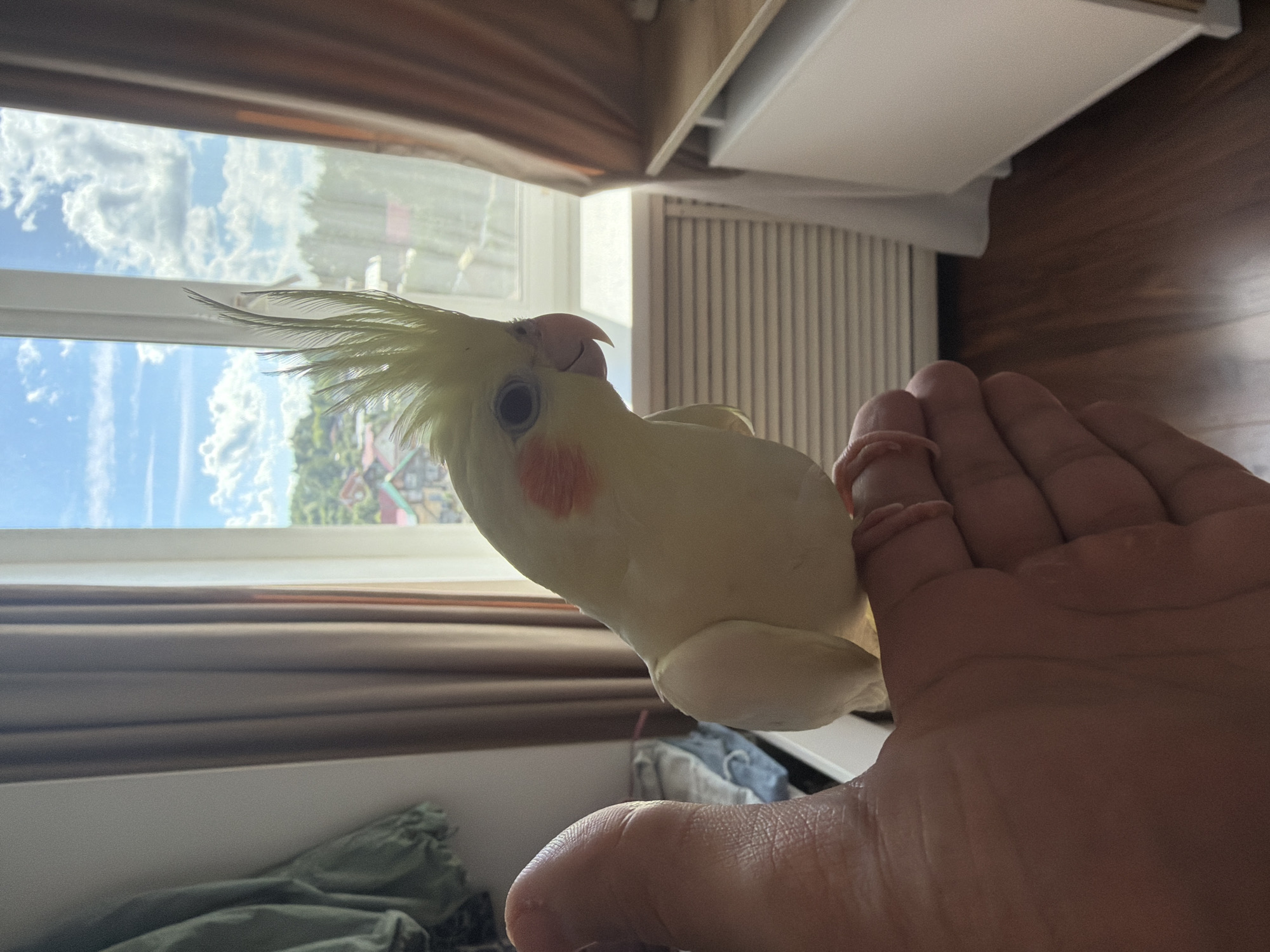A cockatiel rests on a person's hand in front of a window. The bird is yellow with orange cheek patches and a crest of feathers. Outside the window, a cloudy blue sky is visible above a residential area with trees and houses. The room appears to be a bedroom or living area, with curtains, a radiator, and wooden flooring. The image was taken on a sunny day.