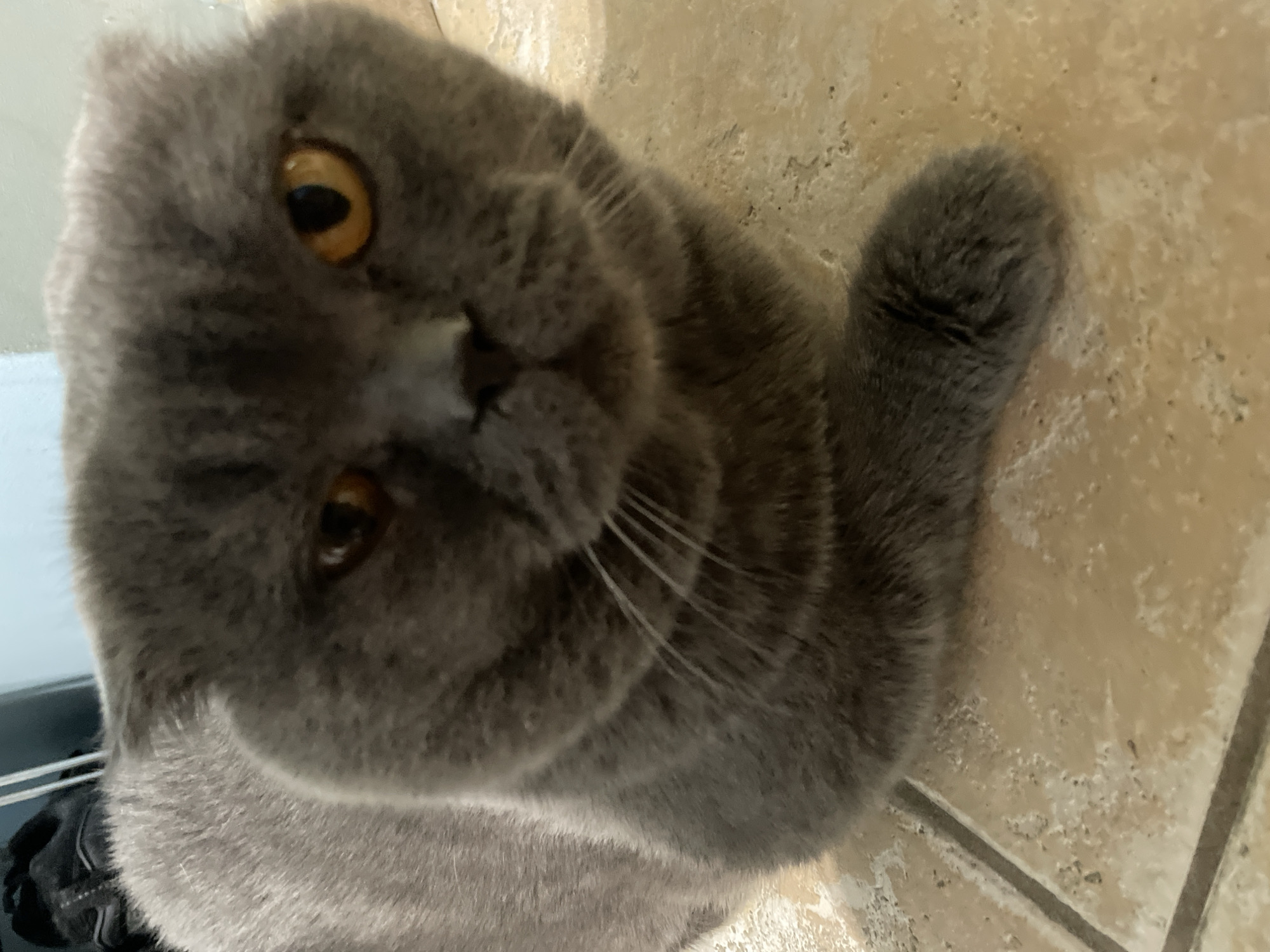 A gray Scottish Fold cat with yellow eyes is lying on a tan tiled floor. The cat's head is tilted towards the camera, and one paw is visible on the floor. The location is Unknown, Unknown.