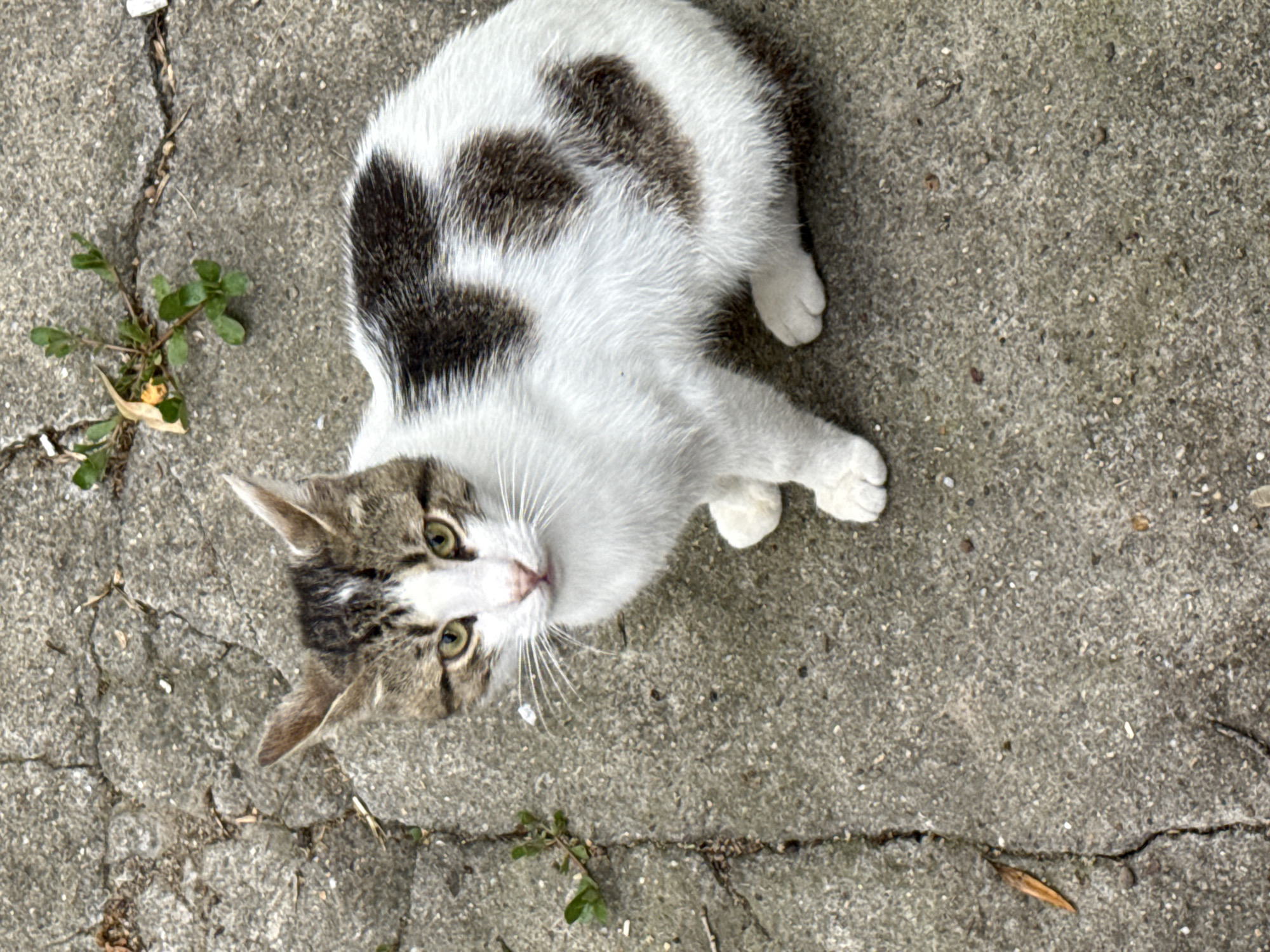 An outdoor photograph captured in Pleven, Bulgaria, depicts a domestic shorthair cat seated on a weathered concrete surface. The cat, exhibiting a tabby and white coat pattern, is the sole animate subject, positioned centrally and looking directly at the camera with yellowish-green eyes. Its fur is predominantly white, featuring distinct dark brown and grey tabby patches on its head, ears, and across its back. A white blaze is visible between its eyes, and it possesses prominent white whiskers and a pink nose. The concrete pavement beneath the cat is grey, rough-textured, and extensively cracked, with numerous fissures traversing the surface. Small green plants, consistent with weeds, emerge from several cracks, notably in the upper-left and upper-right quadrants of the image. Scattered dried organic debris, including a distinctive brown leaf in the lower-left, is visible on the concrete. The lighting appears natural and diffused.