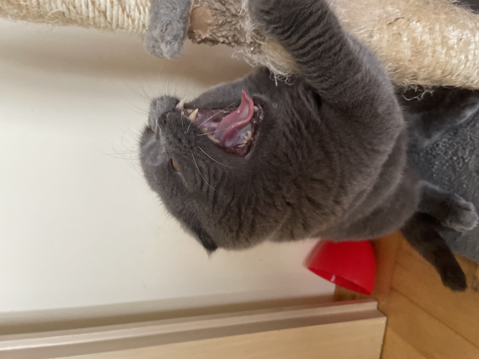 An indoor, eye-level, medium shot captures a grey Scottish Fold cat yawning widely, its mouth open to reveal its pink tongue, sharp teeth, and uvula. The cat's large, round eyes are partially closed, and its ears are folded back, characteristic of the breed. Its fur is short and dense. The cat is positioned in the lower right of the frame, with its paws gripping a light brown, rough-textured scratching post. The background consists of a plain, light-colored wall and a sliver of a wooden door frame on the left. On the floor, to the left of the cat, is a bright red, triangular object. The lighting is soft, suggesting an indoor setting.