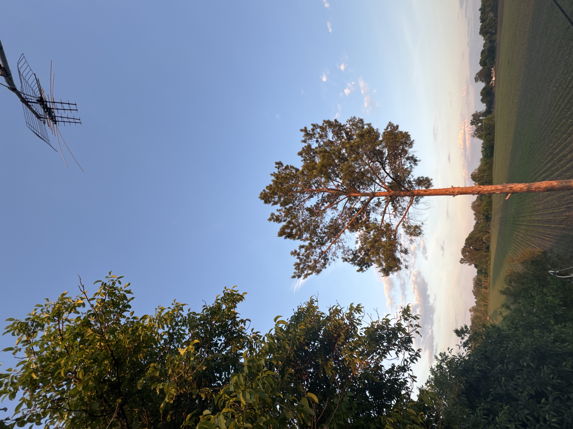 The image captures an outdoor scene at what appears to be late afternoon or early evening in Ohuivka, Ukraine. The sky, a clear cerulean blue, occupies the upper half, with scattered wispy white clouds and hints of pink and orange hues near the horizon, indicative of sunset. In the upper right quadrant, an outdoor television antenna, comprised of metal rods and a grid structure, is mounted on a pole and silhouetted against the sky.
To the left, a large deciduous tree with dense green foliage fills the upper left portion of the frame, with its leaves showing warm, golden illumination. In the mid-ground, a tall, slender pine tree stands prominently, its reddish-brown trunk strongly illuminated by the warm, directional sunlight, while its needles retain a dark green hue.
Below the tree line, a wide expanse of cultivated green fields stretches into the distance, with clear, parallel rows of young crops visible. A dense line of trees and shrubs forms a natural barrier across the horizon, separating the fields from a more distant, less defined landscape that includes scattered structures or trees. No people are visible in the scene. The overall lighting suggests a peaceful, rural setting during the golden hour.
