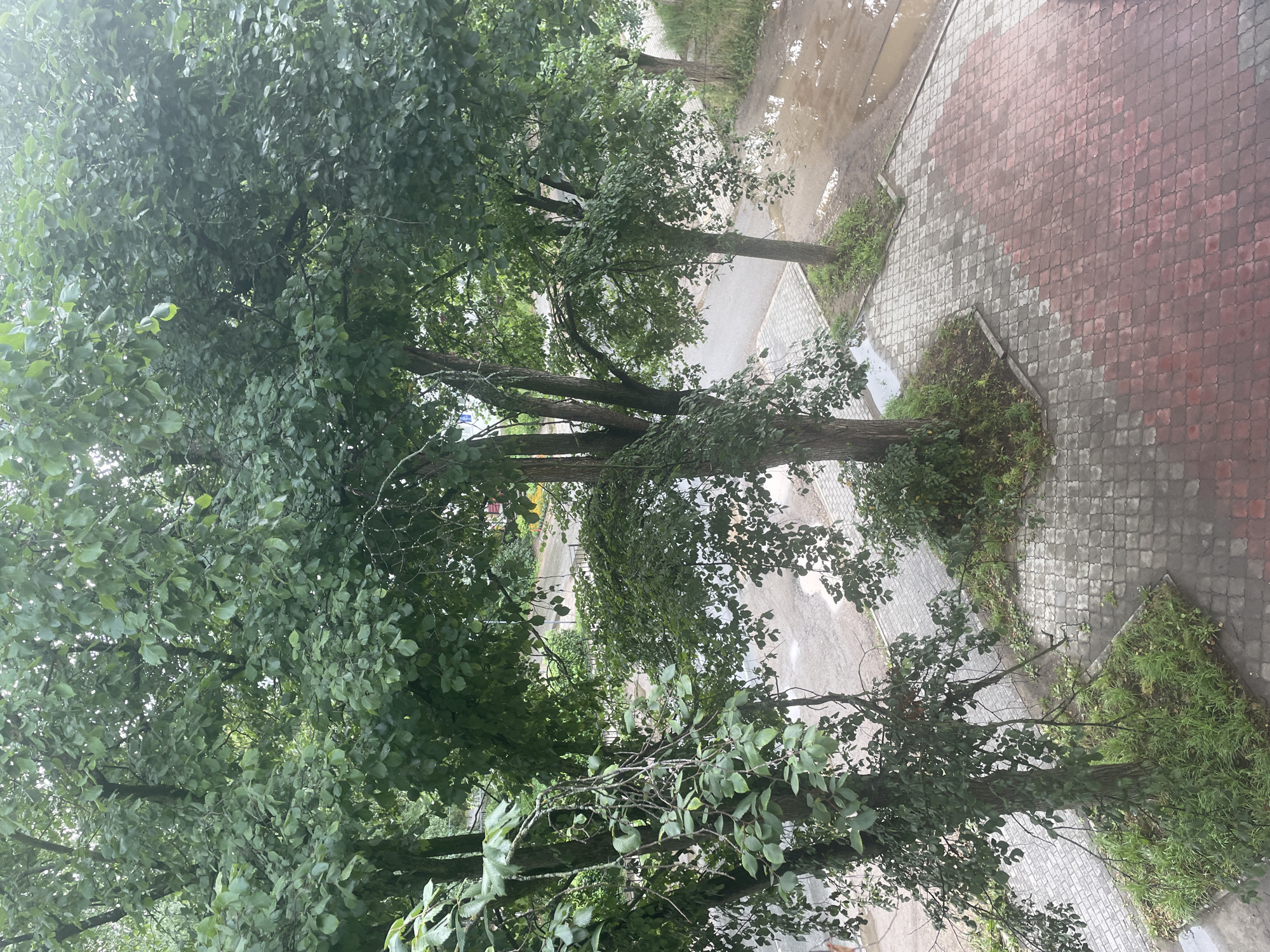 An outdoor, eye-level, medium shot captures a courtyard area adjacent to a road. Several trees with lush green foliage are prominent, with their branches extending over a paved walkway. The walkway is composed of interlocking concrete pavers, some of which are a reddish-brown color and others are gray. The road itself appears wet, with several large puddles reflecting the overcast sky. The scene suggests a recent rainfall. There are no people or animals visible in the image. The environment is urban, possibly a residential area, with hints of buildings and more vegetation visible in the background, obscured by the trees.