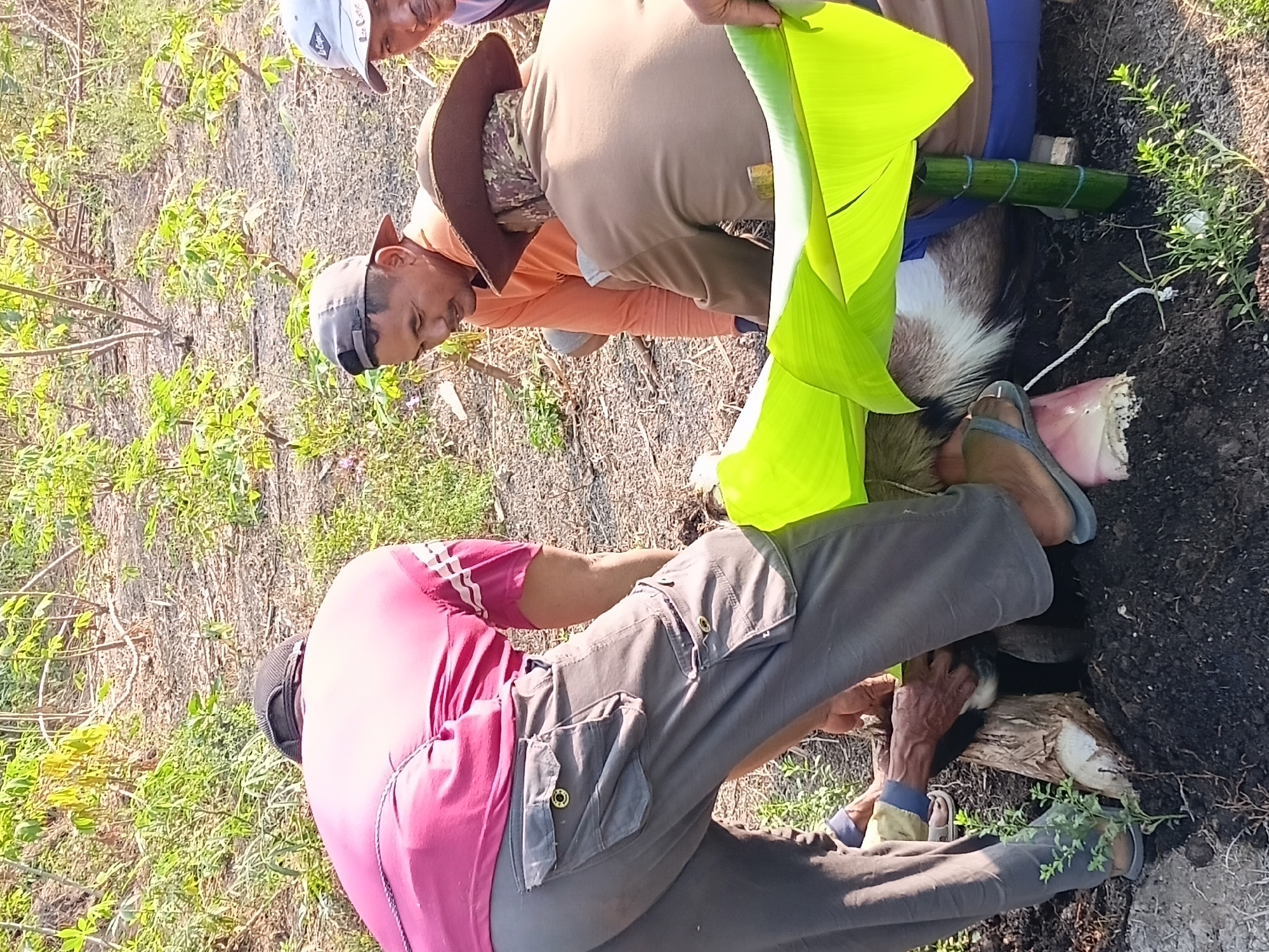 In Margo Rukun, Indonesia, four individuals are engaged in an outdoor activity amidst dry, sparse vegetation and soil. The primary focus is a goat, partially obscured by large green banana leaves, which appear to be used as a covering or part of a ritual. One man, wearing a red shirt and grey cargo pants, is bent over, seemingly assisting with the goat. To his right, another man in an orange long-sleeved shirt and a baseball cap is looking down. A third man, wearing a brown hat and a light brown jacket, is also crouched, facing away from the camera. A fourth person, partially visible at the far right, wears a light purple shirt. The ground is covered in dark soil and dry leaves. The scene suggests a communal or traditional practice involving the goat and banana leaves.