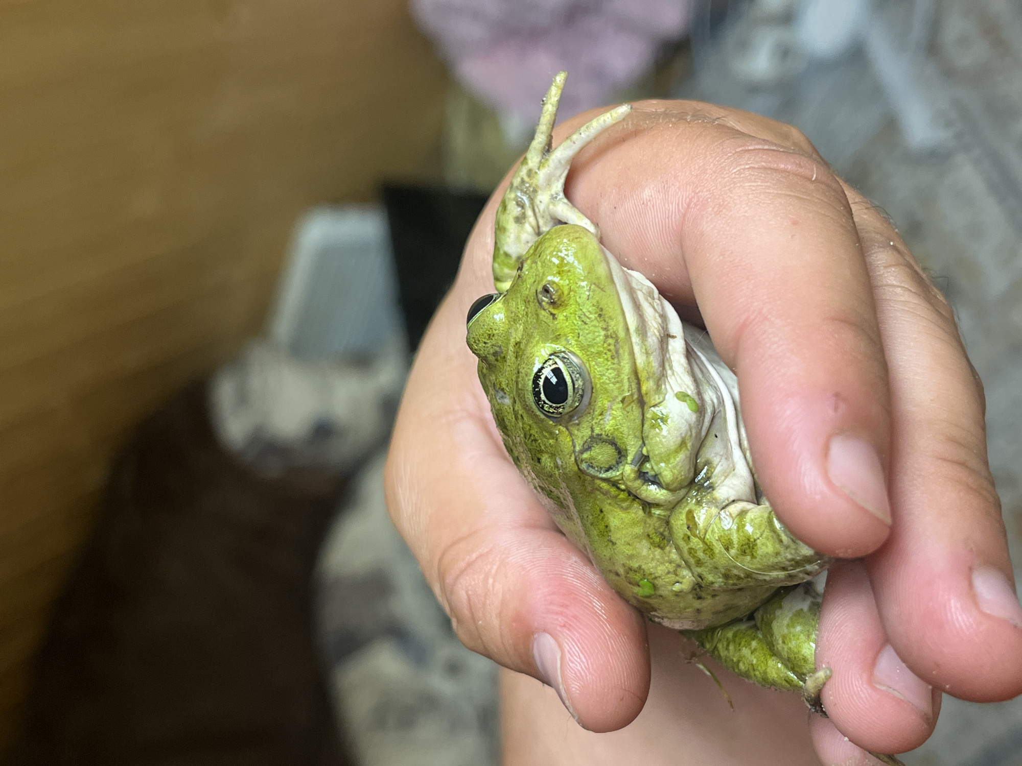 A close-up, eye-level shot shows a green frog being held in a person's hand in Vasilyevo, Russia. The frog, which is the primary subject, is positioned in the center of the frame, with its head facing to the right. The frog's skin is a vibrant green with darker green markings and appears moist. Its large, dark eyes are clearly visible, and its mouth is slightly open. The frog's webbed feet are also visible, with its front legs resting on the person's palm and its hind legs extending slightly beyond the frame. The person's hand is supporting the frog, with fingers gently cupping its body. The skin of the hand is light-toned and shows visible lines and texture. The background is out of focus, but suggests an indoor environment with muted colors. To the left, a dark brown, blurred area could be a wall or furniture. To the right, lighter, blurred shapes suggest other objects or surfaces. The lighting appears to be natural and diffused, casting soft shadows and highlighting the texture of the frog's skin and the person's hand.