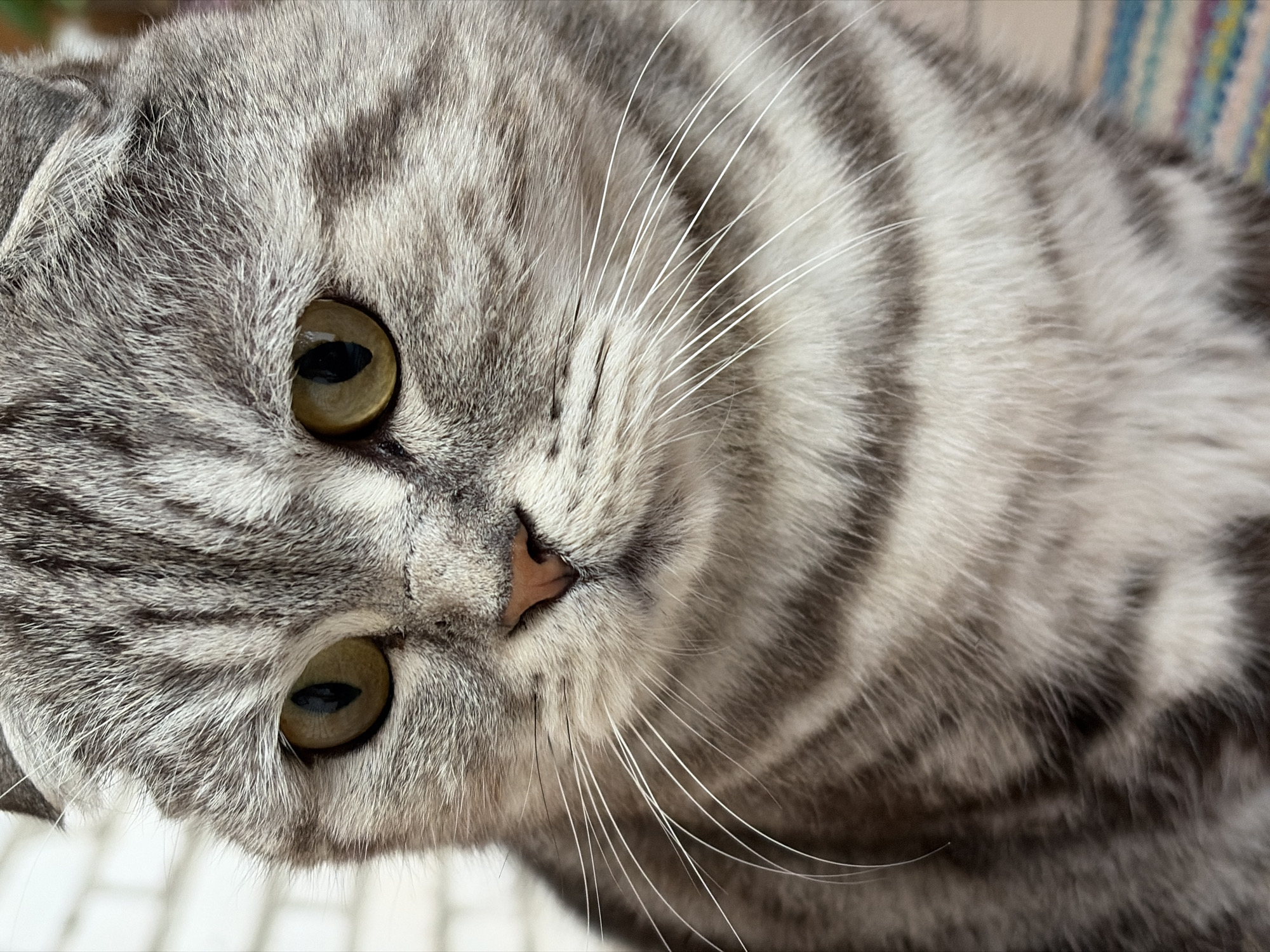 The image is a close-up, eye-level, vertical shot of a Scottish Fold cat's face. The cat has striking green eyes and a grey tabby coat with dark stripes. Its ears are folded forward, characteristic of the breed. The cat's whiskers are prominent and white, fanning out from its muzzle. The background is softly blurred, suggesting an indoor environment, with a hint of a brick wall on the left and a colorful striped surface on the bottom right. The lighting is bright and diffused, highlighting the cat's features. There are no people or other animals visible in the frame.