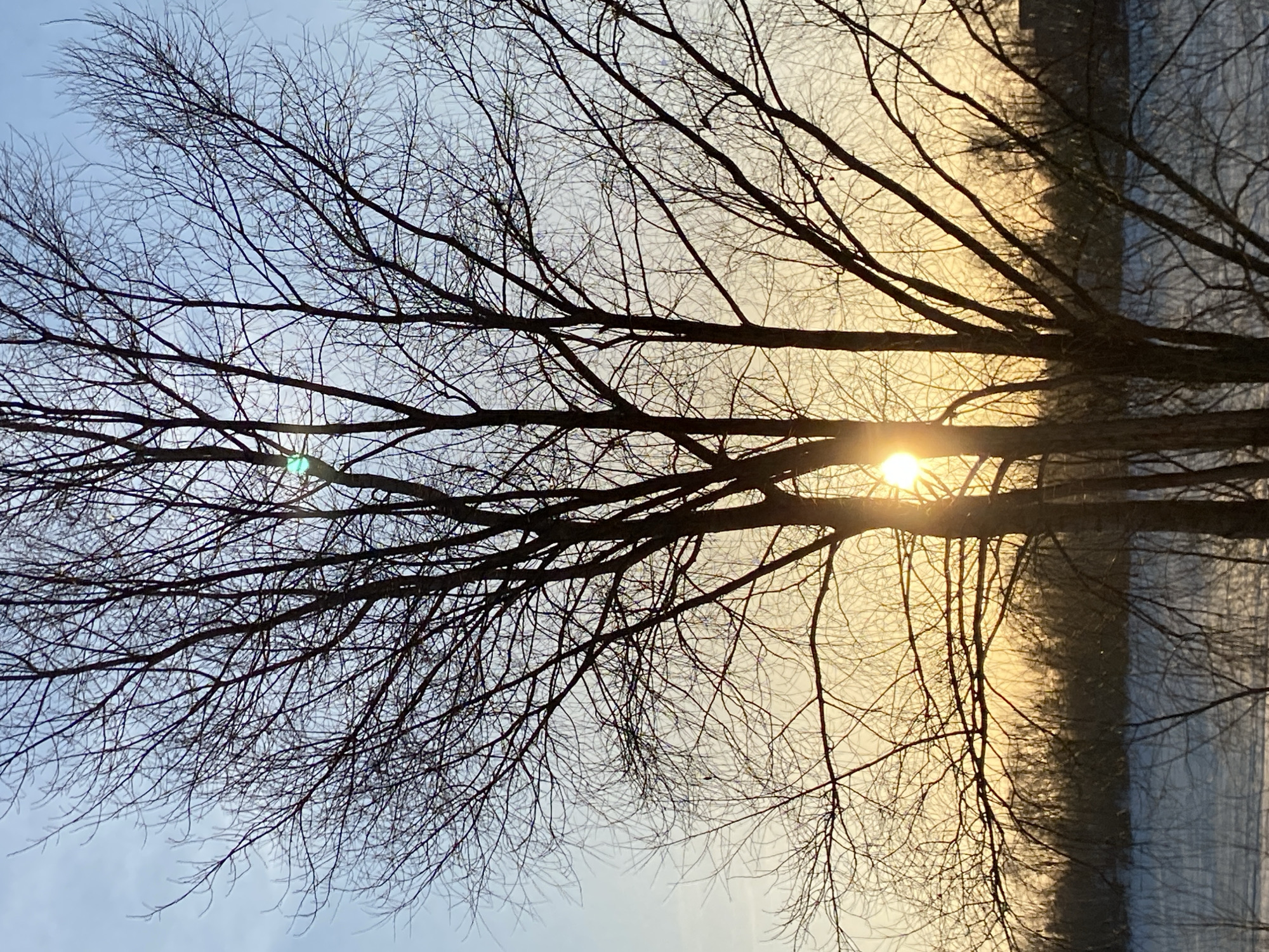 The image captures a leafless tree in Chaikovsky, Russia. The sun is positioned behind the tree, creating a silhouette effect against the sky. A body of water is visible in the background, and a structure is reflected in the water. The image is taken during daytime.