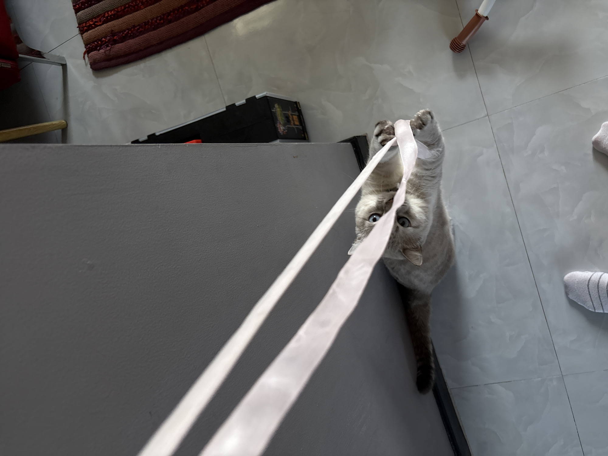 In Choeng Thale, Thailand, a light gray cat with blue eyes is lying on its stomach on a light gray tiled floor, facing towards a dark gray wall. The cat is actively playing with a pale pink ribbon, holding it with its front paws and pulling it. The ribbon extends upwards and diagonally across the frame, illuminated by streaks of sunlight. The background reveals a portion of the dark gray wall, a sliver of a red chair, and a colorful rug. A white mop handle with a brown grip is visible on the floor to the right. A person's feet, clad in gray and white striped socks, are at the bottom of the frame.