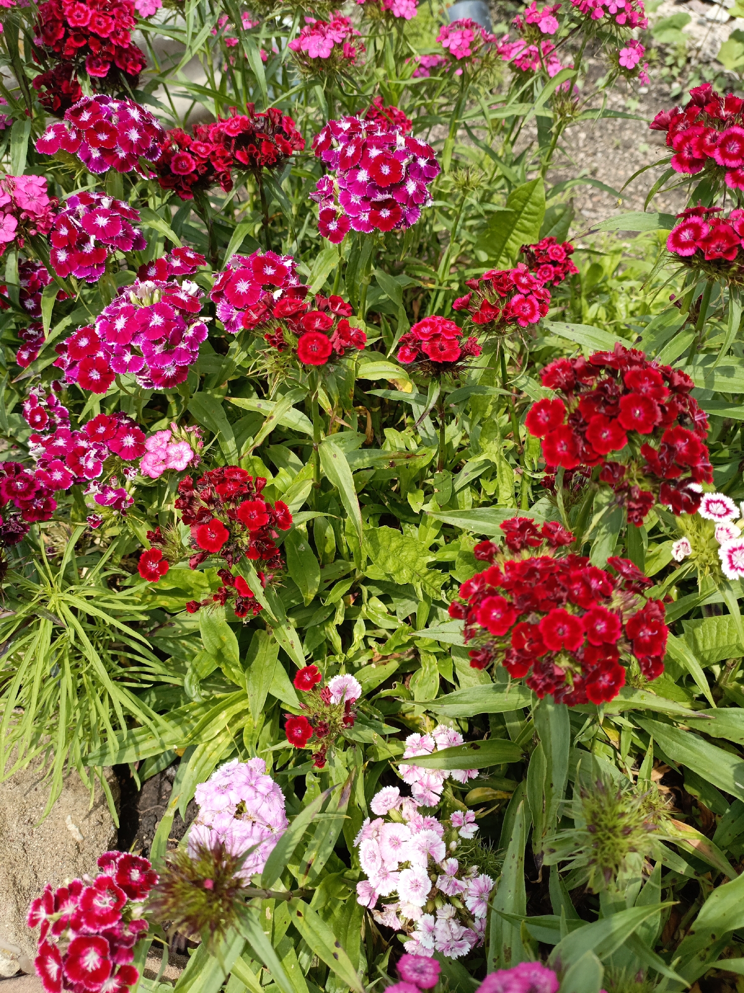 The image displays a close-up view of a vibrant flower bed filled with Dianthus barbatus, commonly known as Sweet William flowers. The flowers are a mix of deep reds, bright fuchsias, and soft pinks, with some featuring a white edge on their petals. They are clustered in dense, rounded heads, standing tall on slender green stems amidst lush green foliage. The background appears to be a garden or park setting, with hints of gravel path visible. The lighting suggests it is daytime, with sunlight illuminating the colorful blooms and casting subtle shadows. The image is composed from a high-angle perspective, looking down into the flowers. There are no people visible in the frame. The overall scene is one of natural beauty and abundance, showcasing the rich variety of colors and textures within the flower bed. There is no information available about the specific location within Novoznamenskaya 1-Ya, Russia.