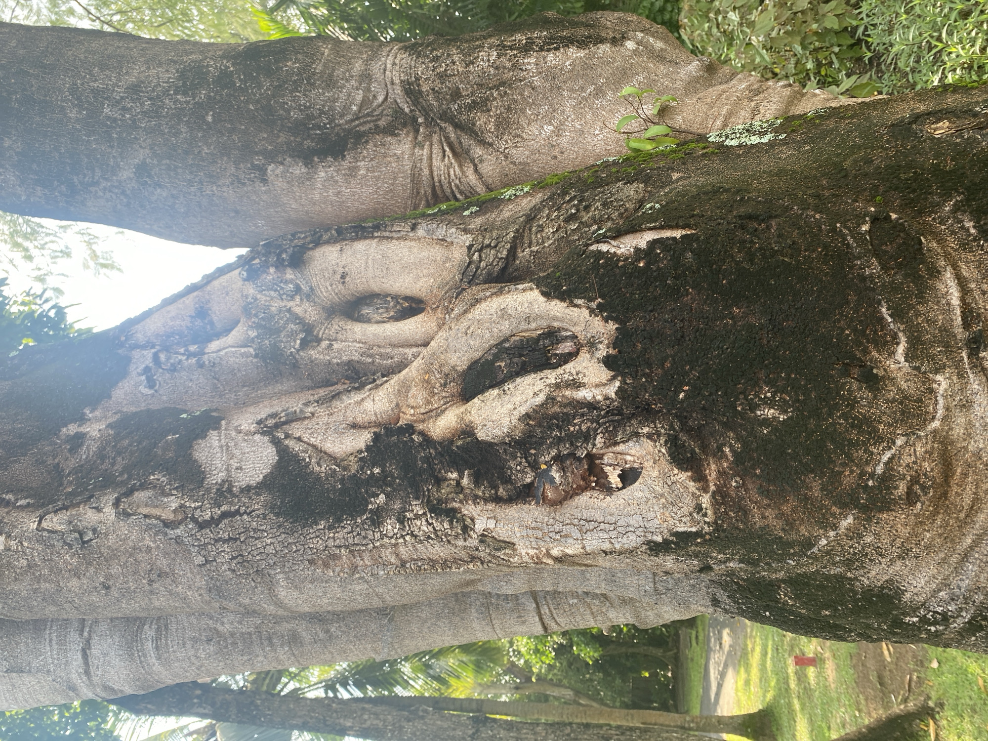 The image depicts a close-up view of a tree trunk located in Nusa Dua, Indonesia. The bark of the tree is textured with patterns of gray and black coloration. There appear to be formations resembling eye-like structures within the trunk. Some areas of the tree trunk are covered with moss or other small plant growth. The background shows glimpses of other trees and greenery, suggesting the image was taken in a park or forested area.