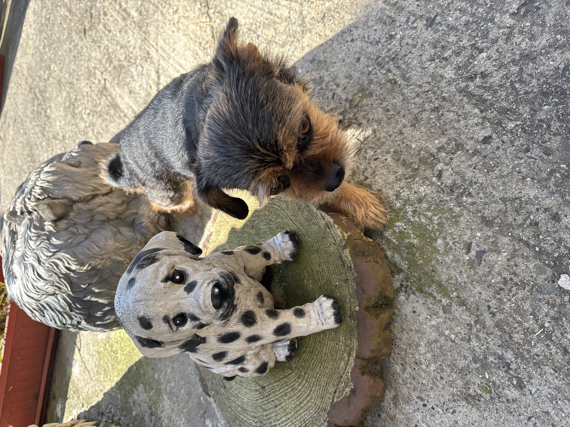 A medium-sized terrier with brown and grey fur stands on a grey concrete surface, looking at a stone Dalmatian statue on a tree stump. Beside the statue is another grey stone object with a rough surface. The terrier has alert eyes and a curious expression. The setting appears to be outdoors, with uneven concrete and shadows indicating it is daytime. There is no indication of the city of Sochi.
