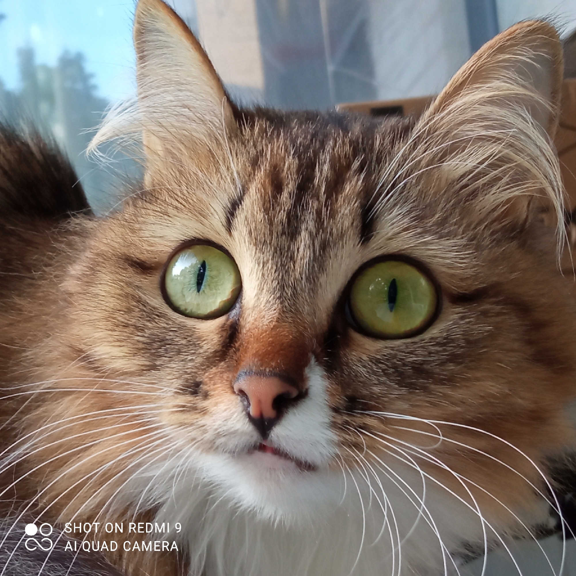 This is a close-up, head-and-shoulders shot of a long-haired cat with striking green eyes. The cat has a tri-colored coat with shades of brown, ginger, and white. Its fur appears fluffy, particularly around its ears and chest. The cat is looking directly at the camera with a curious or alert expression. Its ears are pointed and alert, with tufts of fur sticking out. The background is softly blurred, suggesting it is indoors near a window with daylight filtering through, possibly indicating daytime. The lighting is bright, highlighting the cat's facial features and the texture of its fur.
Visible text in the image reads "SHOT ON REDMI 9" and "AI QUAD CAMERA", indicating the device used to capture the photograph. The location context is Chaikovsky, Russia. No specific activity or event is taking place other than the cat posing for the photograph. The emotions conveyed by the cat are primarily alertness and curiosity, with a hint of placidity. The overall impression is of a well-groomed and attentive pet.