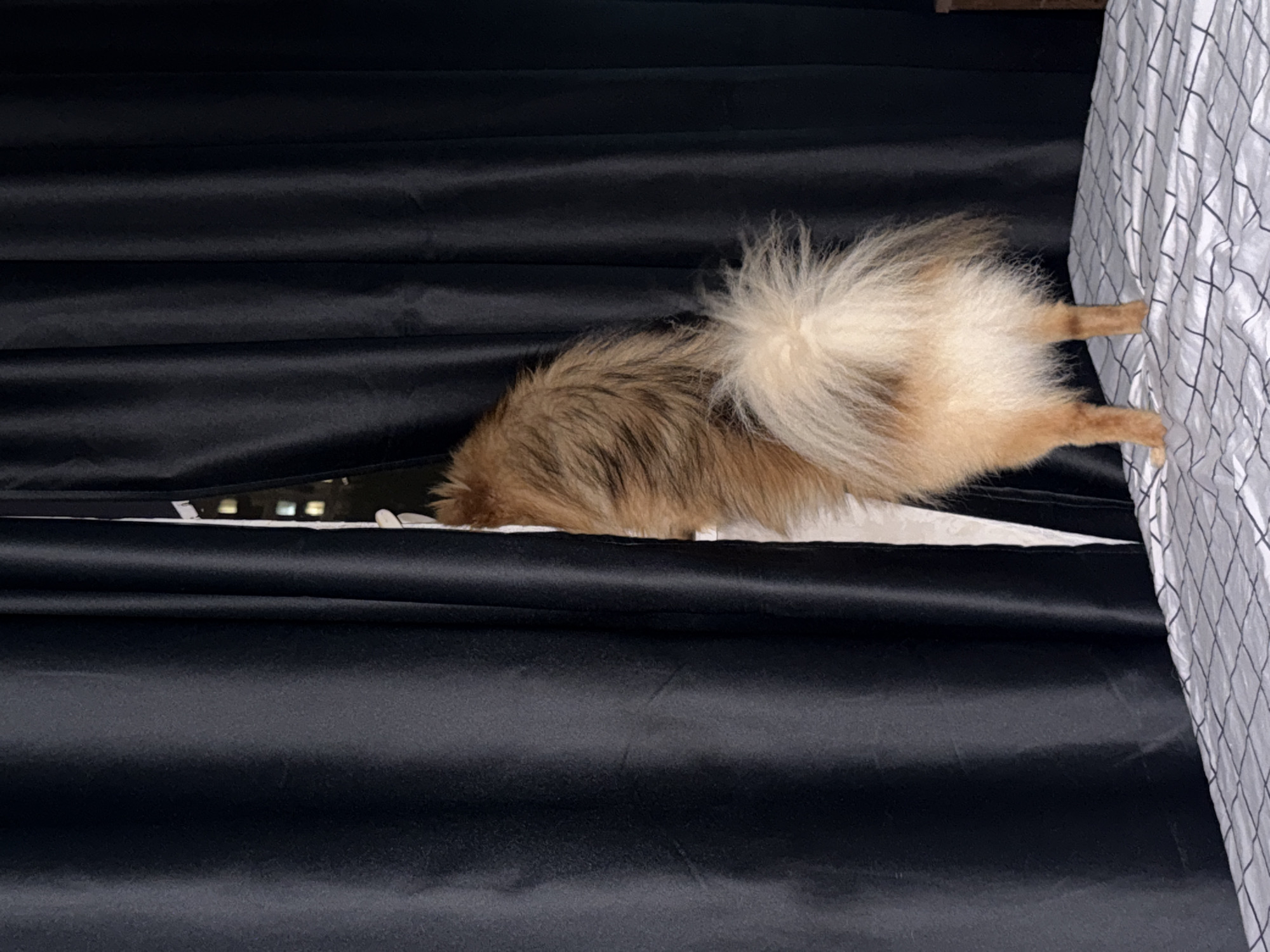 A light-colored dog with fluffy fur is standing on a bed and peeking through a gap in dark curtains. The dog's back and tail are visible as it looks out of the gap. Through the opening in the curtains, a building with illuminated windows can be seen in the distance, suggesting an urban setting. The bed is covered with a white sheet with a black grid pattern. The lighting in the image is dim, with the primary light source appearing to be from the window beyond the curtains. The location is identified as Khimki, Russia.