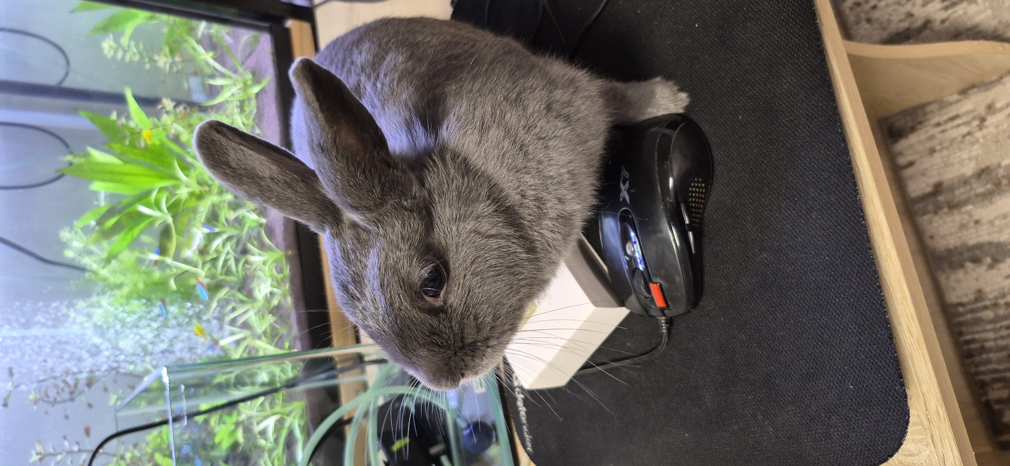 In the foreground of the image, a grey rabbit is perched on a black mousepad. The rabbit is facing left, with its ears perked up. A black computer mouse with red and blue accents is positioned beneath the rabbit. Behind the rabbit, a white object, possibly a box, is visible. In the background, an aquarium is filled with lush green aquatic plants and small fish. The aquarium appears to be situated on a wooden surface. The overall scene suggests an indoor setting, likely a home or office, with a focus on the rabbit and its immediate surroundings. There is no discernible information about the specific location within the city of Ussurijsk, Russia.