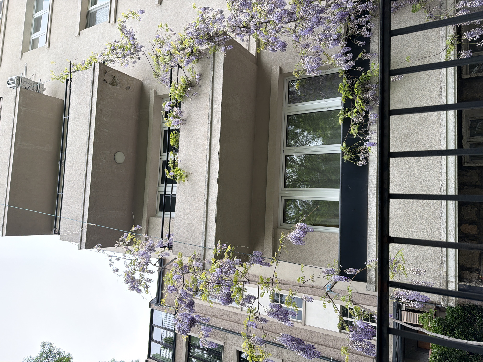 A low-angle shot of a building adorned with flowering wisteria. The building, a light grey color, has prominent rectangular extensions projecting from its facade. These extensions appear to have a rough, textured surface. Windows are visible within the building's structure, reflecting the sky and surrounding environment. A dark, metal fence or barrier is in the foreground, partially obscuring the view. The wisteria blooms in shades of purple and blue, creating a contrast against the building's neutral tones. The sky is overcast and the architectural style of the building suggests a modern or contemporary design.