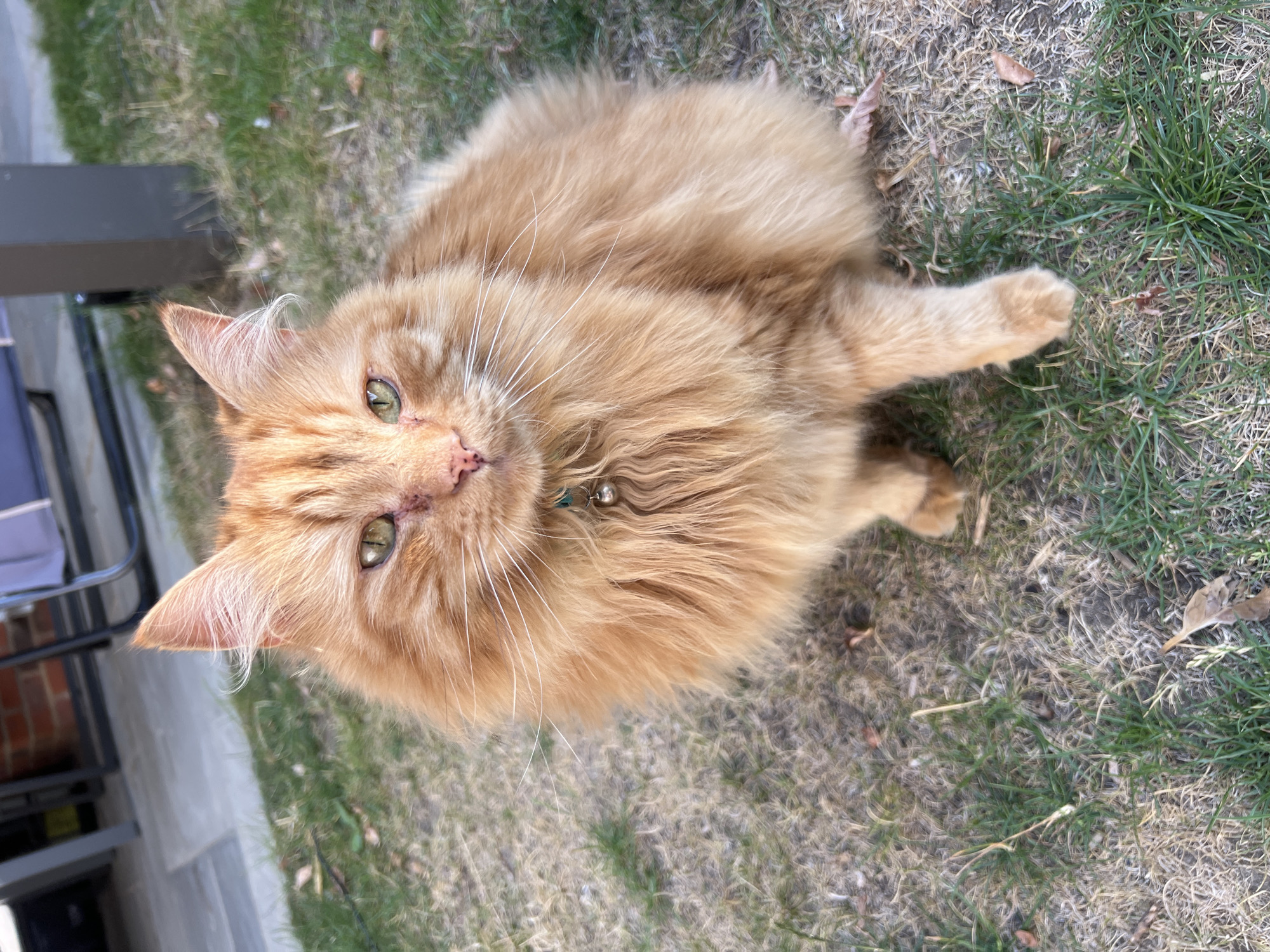 A medium-haired orange cat with green eyes is sitting on grass in an outdoor setting. The cat is facing forward and appears to be looking at the camera. The cat is wearing a green collar with a small silver bell attached. The background shows a patio area with some brickwork and what appears to be outdoor furniture. The grass is a mix of green and brown. The image does not provide any information about the specific location in Guildford, United Kingdom.
