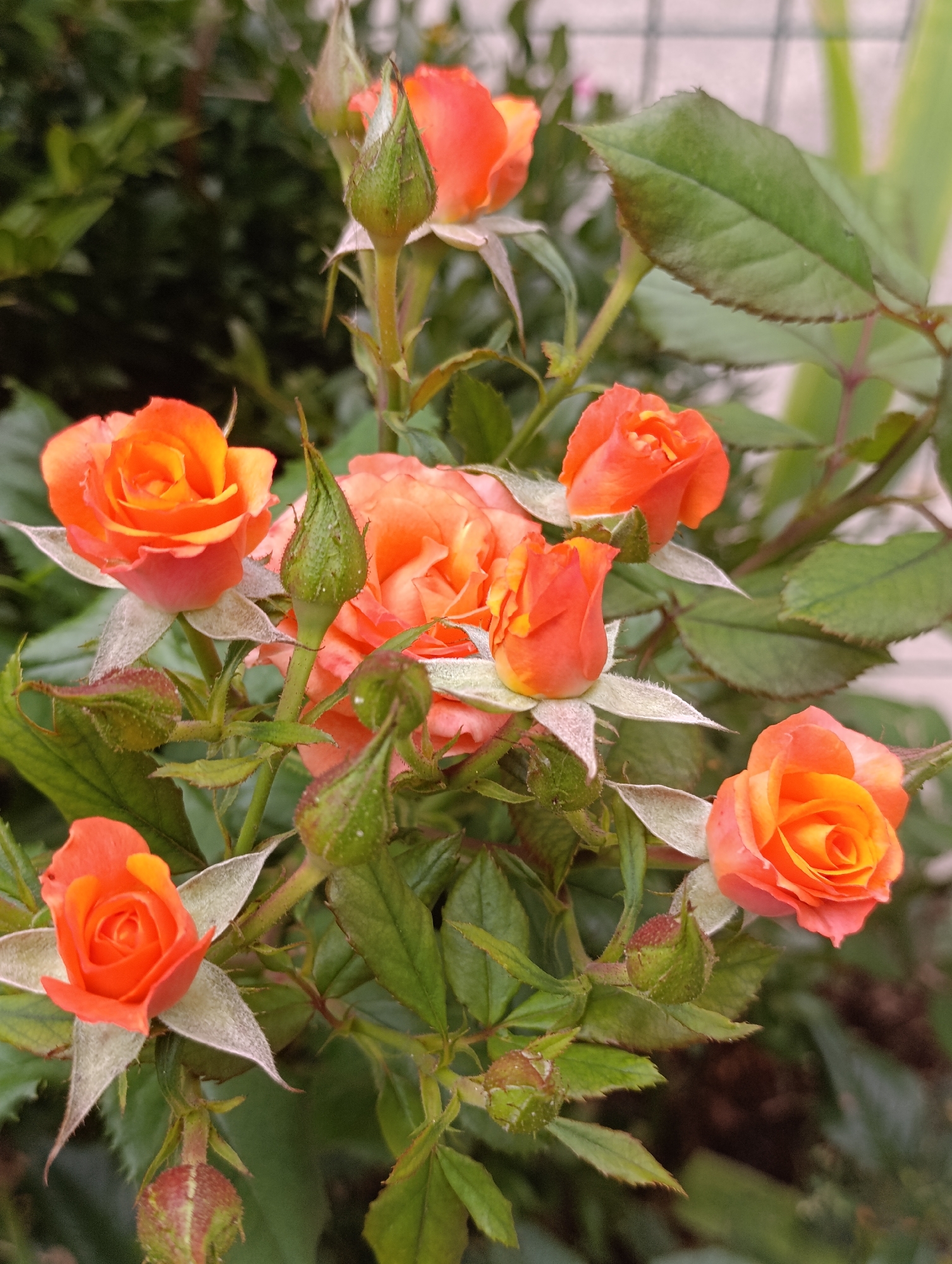 A close-up, eye-level, outdoor photograph captures a cluster of vibrant orange roses in varying stages of bloom. The roses are a focal point, with several fully open flowers displaying their intricate petal structures and a gradient of color from deep orange at the center to lighter peach tones at the edges. Interspersed among the blooms are several buds, some tightly closed and green, others beginning to unfurl. The roses are surrounded by lush green foliage and thorny stems. In the background, a blurred fence and the suggestion of other greenery create a natural, garden-like setting. The lighting appears to be natural, casting soft shadows and highlighting the textures of the petals and leaves. This image was taken in Bila Tserkva, Ukraine, likely in a private garden or park setting.