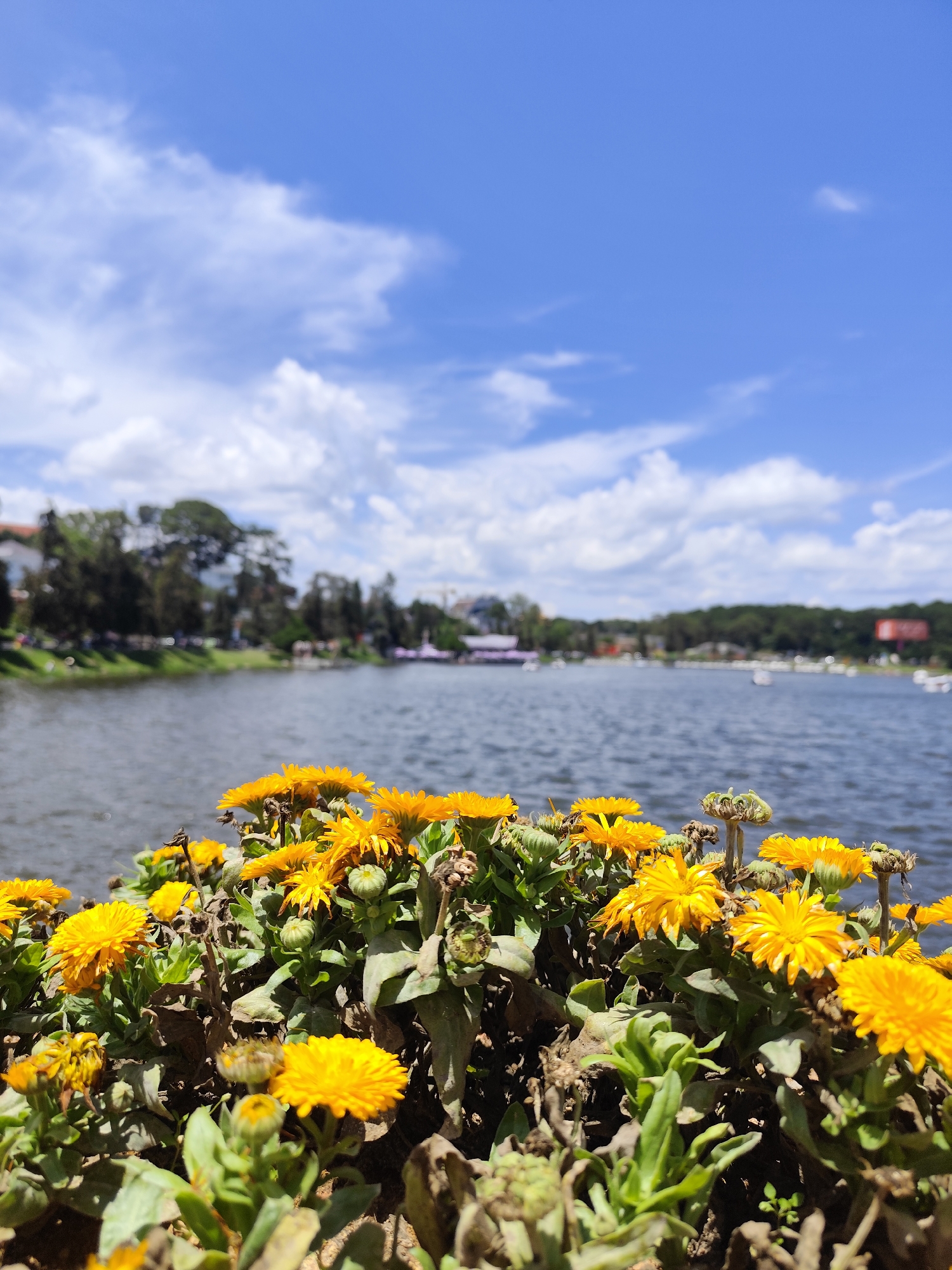 This vertical shot captures a vibrant outdoor scene in Da Lat, Vietnam, on a bright, sunny day. The foreground is dominated by a lush bed of yellow flowers with green foliage. These numerous small, daisy-like blossoms are radiant in the sunshine, with some fully open, some budding, and others appearing slightly past their prime.
Behind the flowers, a calm body of water, likely a lake, stretches across the midground, its surface reflecting the clear blue sky and showing gentle ripples. The far bank of the lake is lined with a dense row of trees, forming a verdant backdrop. Distant, blurred buildings and structures are visible amongst the trees, indicating a town or city along the lake's edge.
The sky above is a brilliant blue, adorned with scattered, fluffy white clouds. The clear lighting suggests it is midday or early afternoon. The overall impression is one of natural beauty and tranquility in an urban or semi-urban setting. No specific activities or people are prominently featured, and no text is visible.
