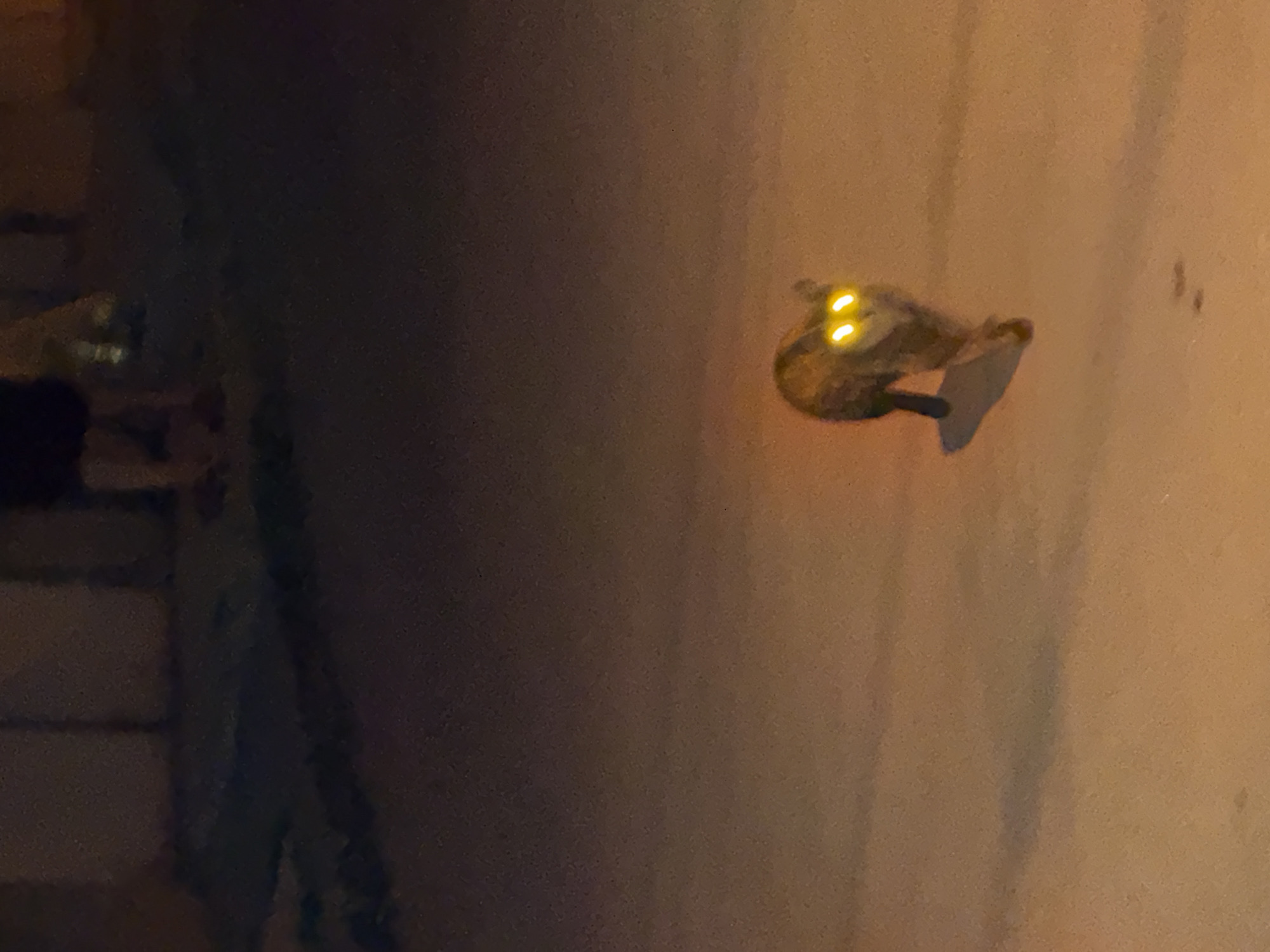 The image shows an outdoor security light fixture mounted on a wall. The light has two illuminated bulbs, giving the impression of eyes. The wall appears to be part of a building. There are dark, unclear elements to the left, possibly indicating a building or vegetation. The lighting suggests it is nighttime or a dimly lit area. The specific location in the city of Unknown, Unknown cannot be determined from the visual information available.