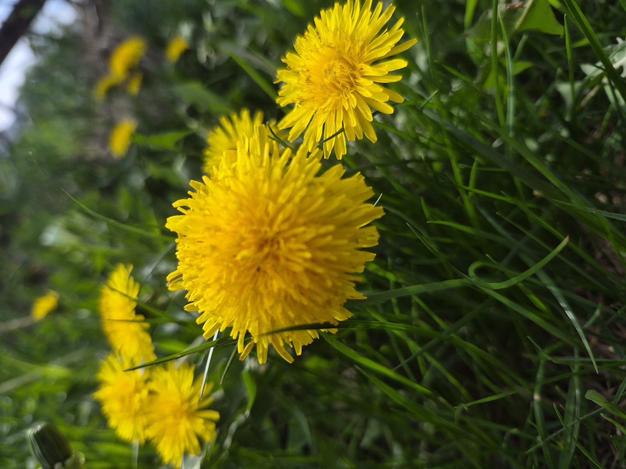 The image shows a close-up of dandelions in a grassy area. There are several yellow dandelion flowers in various stages of bloom. The background consists of green grass and some blurry vegetation. The location is unknown.