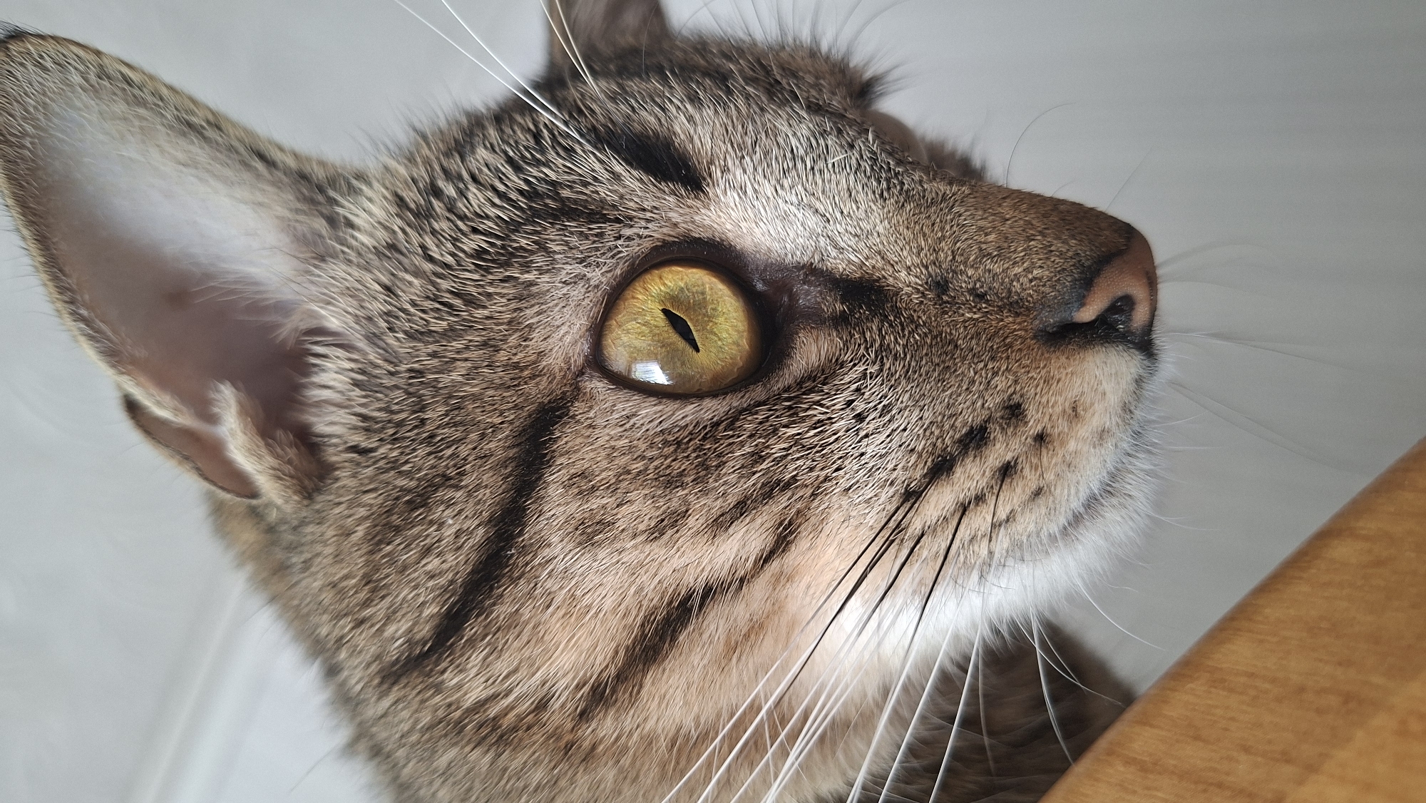 A close-up shot features the face of a tabby cat, its head angled upwards and slightly to the right. The cat's fur exhibits a brown and black striped pattern. Its left ear is visible in the upper left corner of the frame, displaying light fur on the inner side. A prominent golden eye with a vertical black pupil is centrally located, reflecting a light source. The cat's pink nose is visible on the right side of the frame. Long, white whiskers emanate from its muzzle. The background is a plain, light color. The scene does not provide specific information about the location in Забалоцкі сельскі Савет, Belarus, beyond the details of the cat itself.