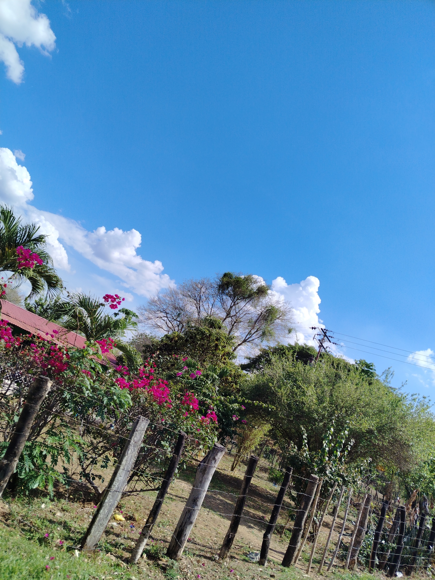 The image captures a rural scene in Las Mesas, Venezuela. In the foreground, a weathered wooden fence runs diagonally across the frame, separating a grassy area from a slightly higher terrain. Lush greenery, including flowering plants with vibrant pink blossoms, partially obscures the fence. A building with a red roof can be seen behind the vegetation. In the background, various trees and power lines are visible, set against a bright blue sky dotted with fluffy white clouds. The overall scene depicts a sunny day in a countryside environment.