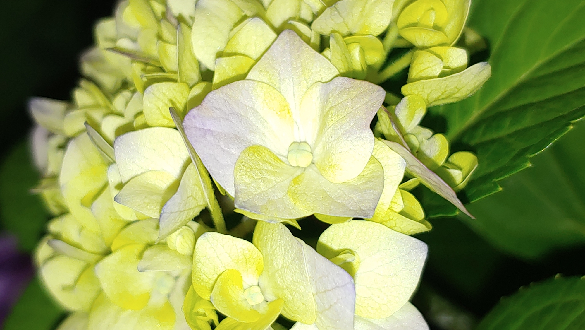 A close-up, vertical shot shows a cluster of light yellow hydrangeas with hints of pale purple on their petal edges. The flowers are densely packed, with some in sharp focus and others softly blurred in the background. Several large, dark green leaves are visible at the bottom and left of the frame. The lighting is soft, highlighting the delicate texture of the petals. There are no people or discernible objects indicating a specific location within Mukachevo, Ukraine; the image focuses solely on the floral subject matter.