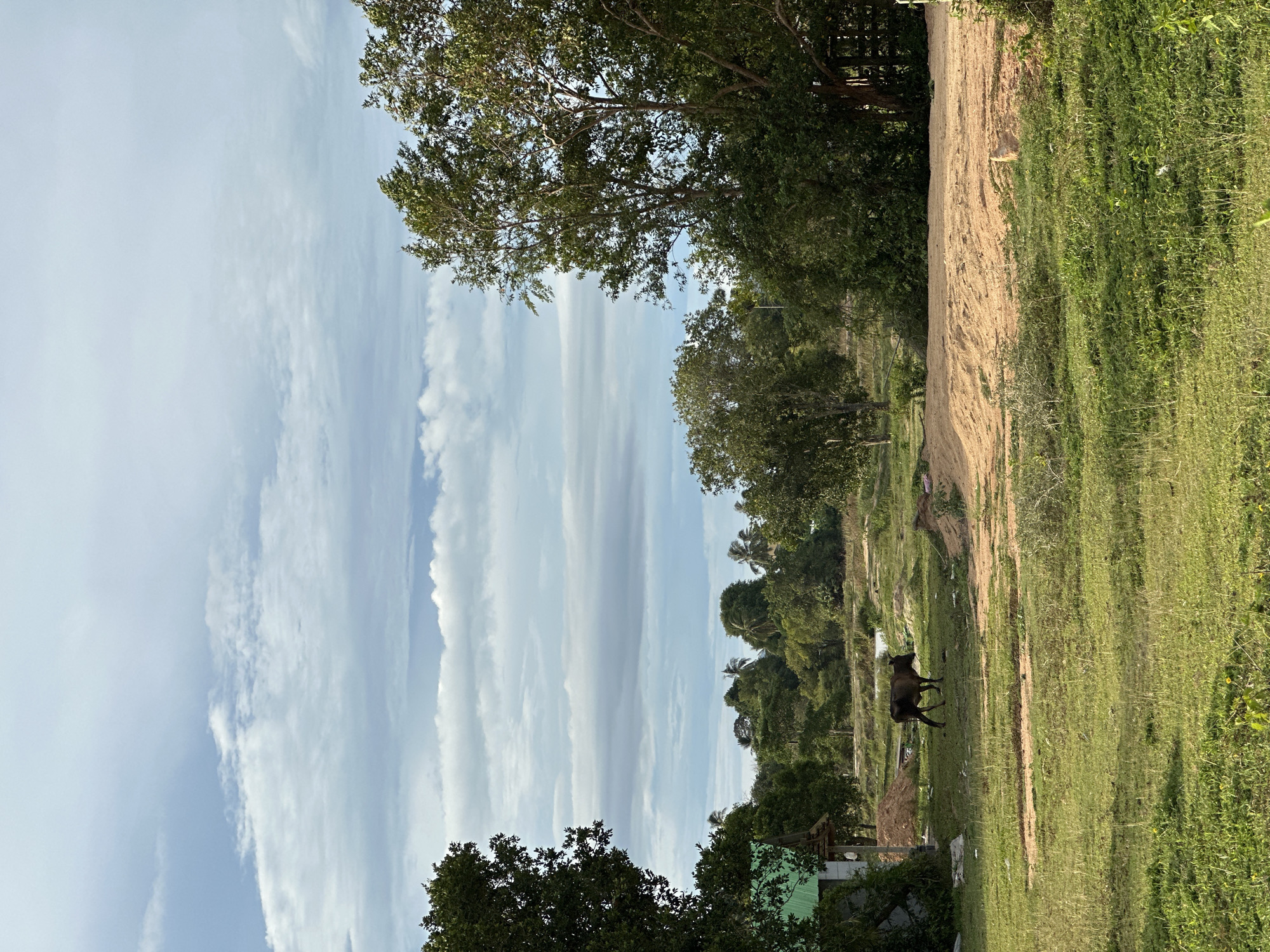 The image depicts a rural landscape in Baan Mae Nam, Thailand. In the foreground, lush green grass covers the ground, with patches of dry earth and some scattered debris. A single dark-colored bovine is visible standing in the middle ground, facing to the right. Behind the animal, a mound of light brown soil is prominent. The background is filled with various trees, some dense and leafy, others more sparse, with palm trees interspersed among them. A portion of a building with a green roof is partially visible on the far left. The sky above is a pale blue with distinct, horizontal cloud formations in varying shades of gray and white. The lighting suggests it is daytime, possibly late afternoon given the soft light and shadows.
